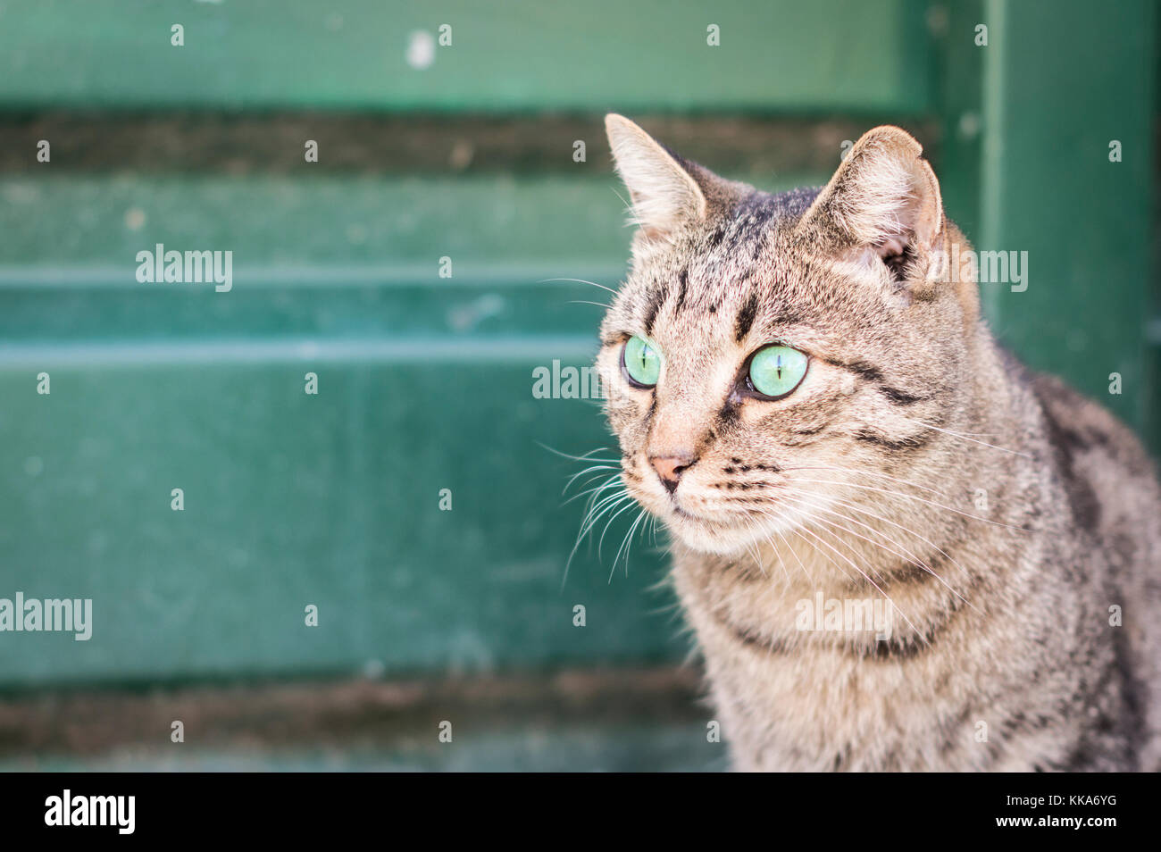 Nahaufnahme einer Schönheit Katze sitzend vor Stockfoto