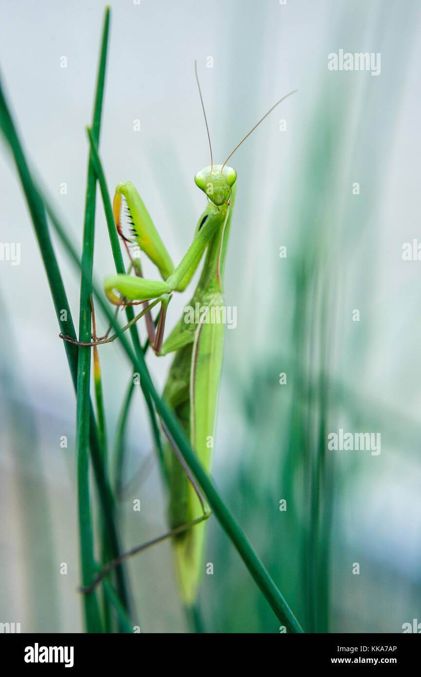 Mantis religiosa Stockfoto