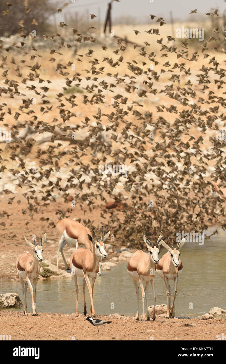 Etosha National Park Stockfoto