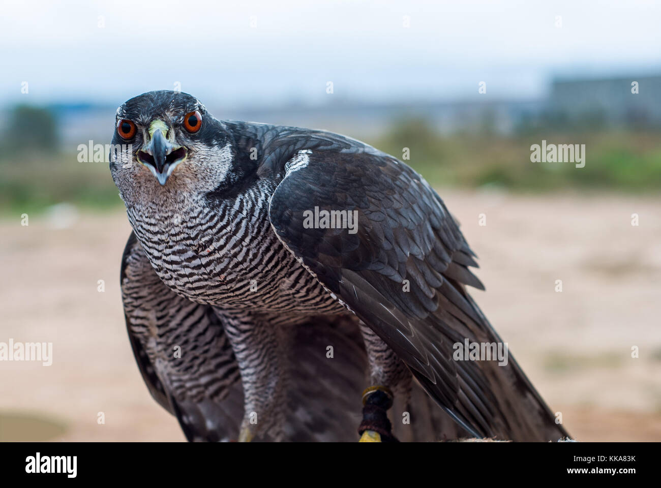 Ente Falke, Falco peregrinus Stockfoto
