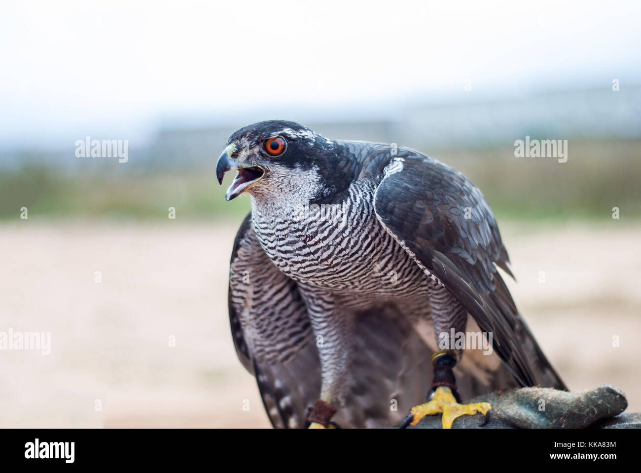 Ente Falke, Falco peregrinus Stockfoto