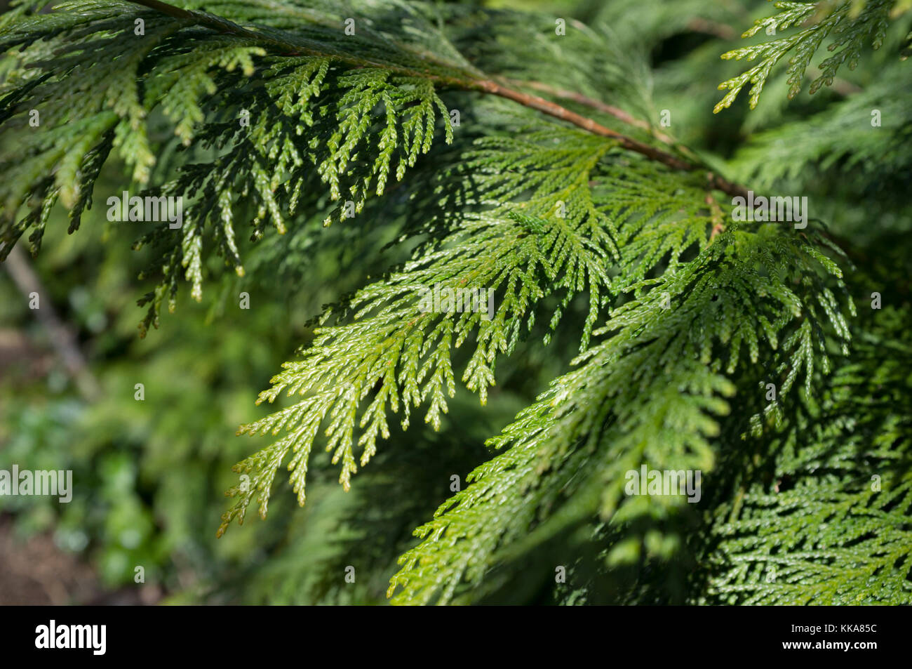 Nahaufnahme eines grünen blätterte Zweig von einer immergrünen Strauch oder Baum. Stockfoto