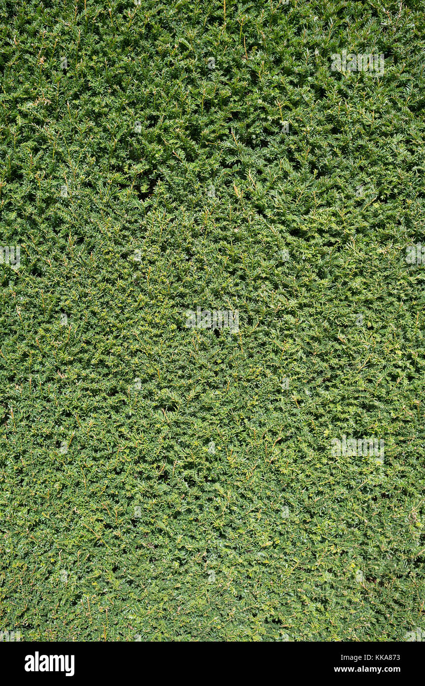 Ein Green Bush hedge Hintergrund Stockfoto