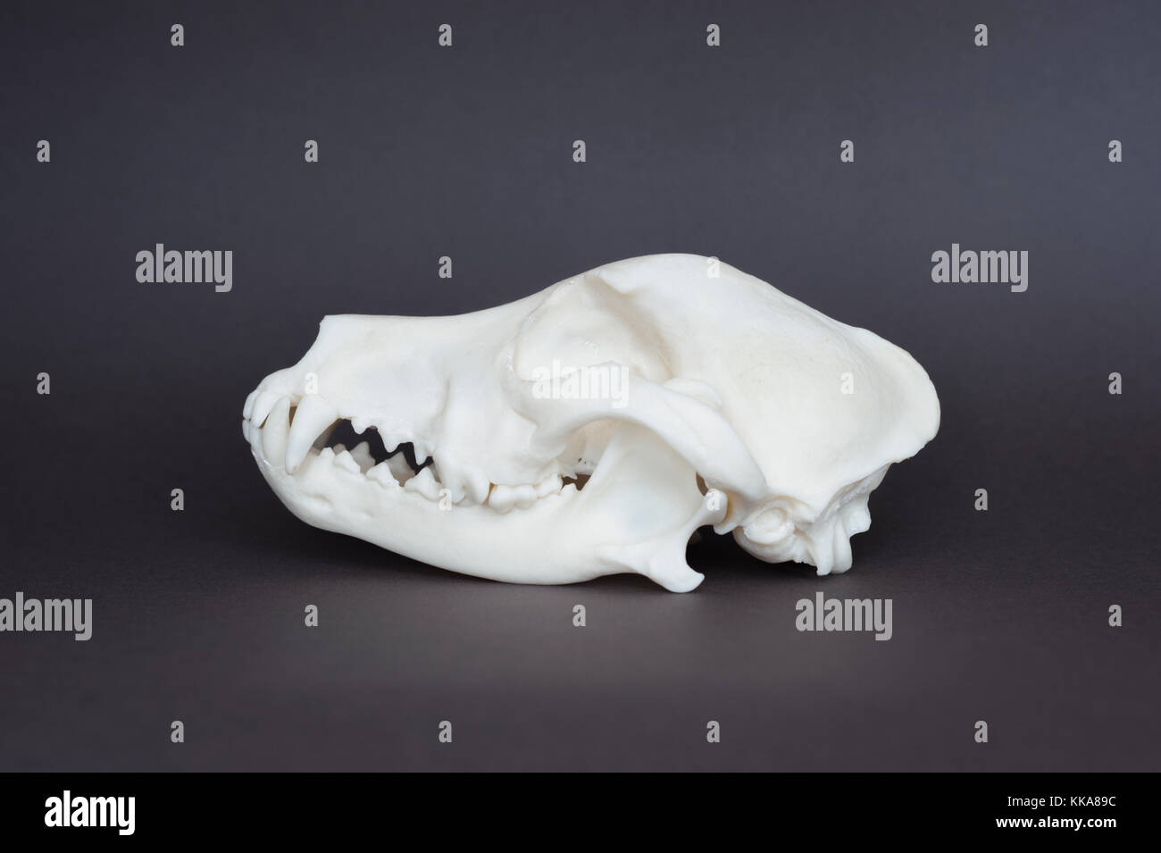 Replica Schädel der Haushund (Canis familiaris oder Canis Lupus Familiaris), canine, Molaren und Schneidezähne Stockfoto