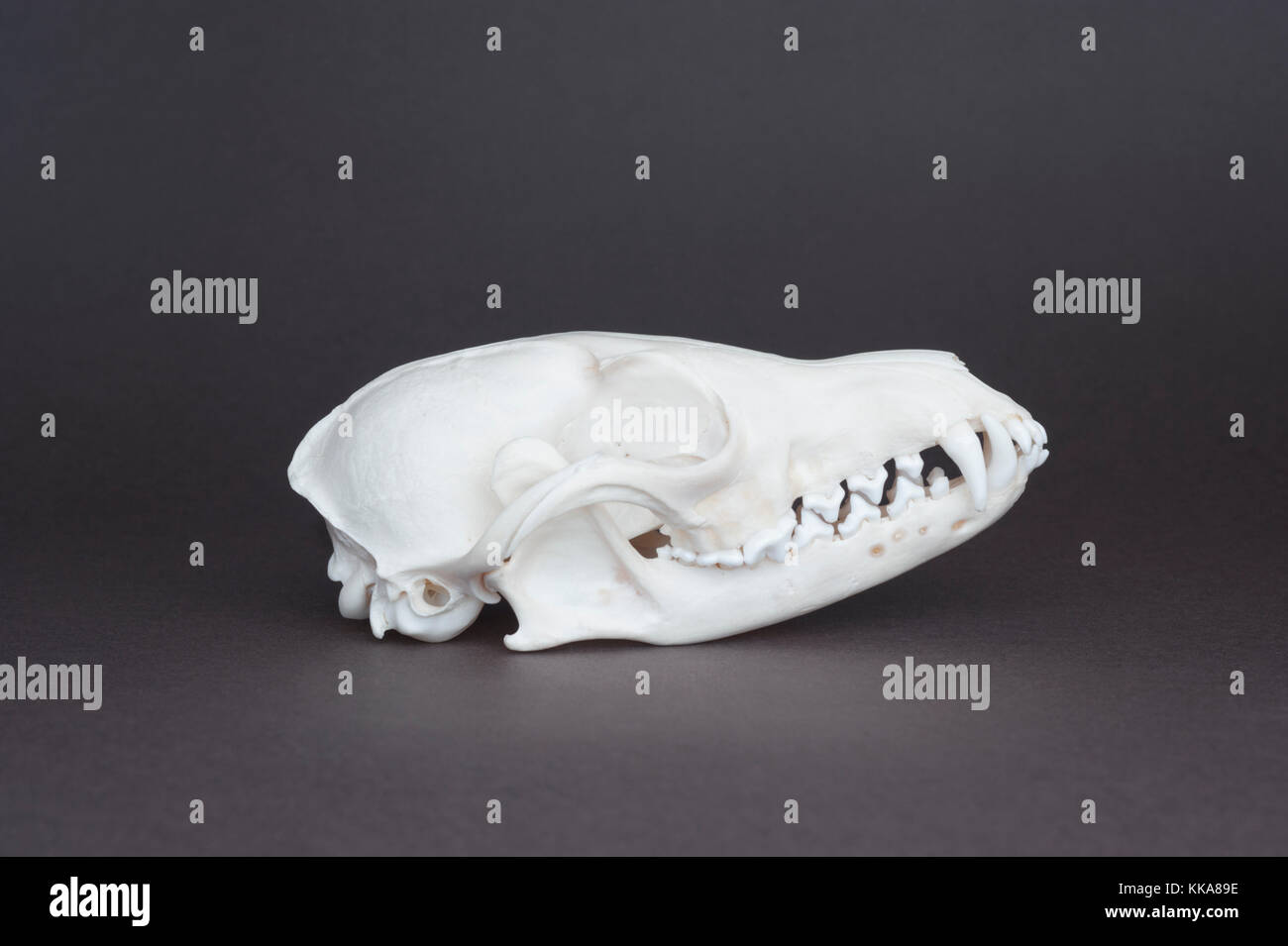 Schädel von Red Fox (Vulpes vulpes), Schädel, canine, Schneidezahn, carnassial und molare Zähne Stockfoto