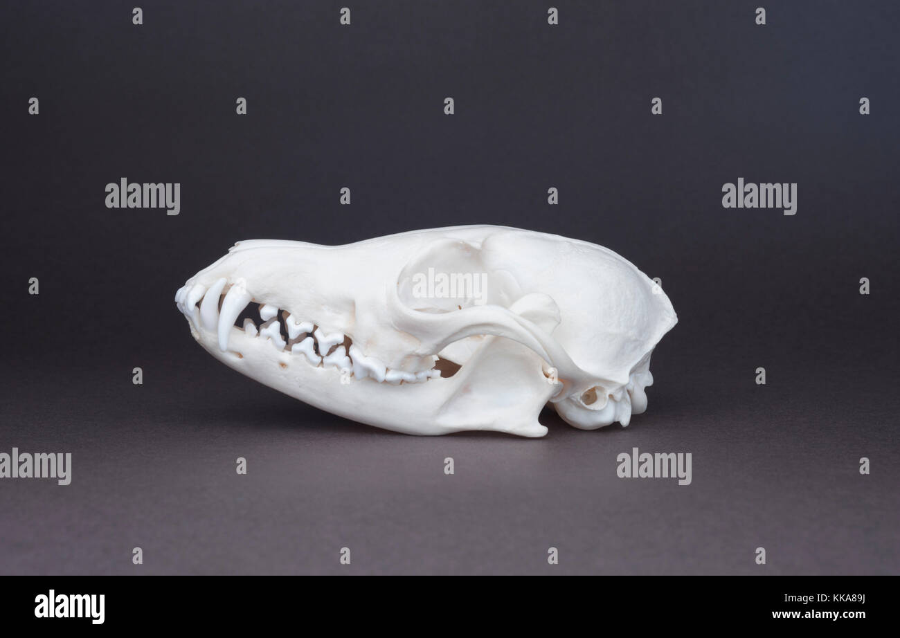 Schädel von Red Fox (Vulpes vulpes), Schädel, canine, Schneidezahn, carnassial und molare Zähne Stockfoto