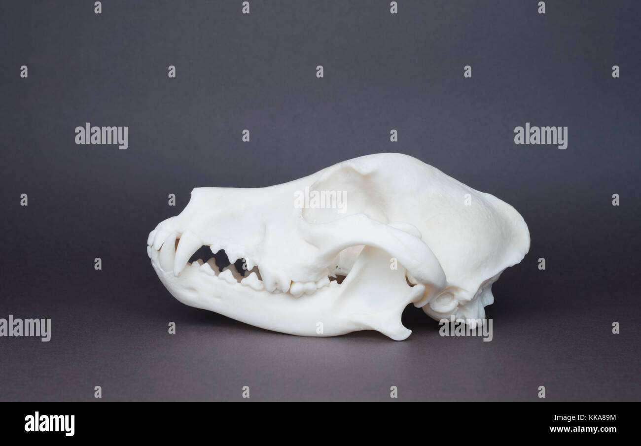 Replica Schädel der Haushund (Canis familiaris oder Canis Lupus Familiaris), canine, Molaren und Schneidezähne Stockfoto