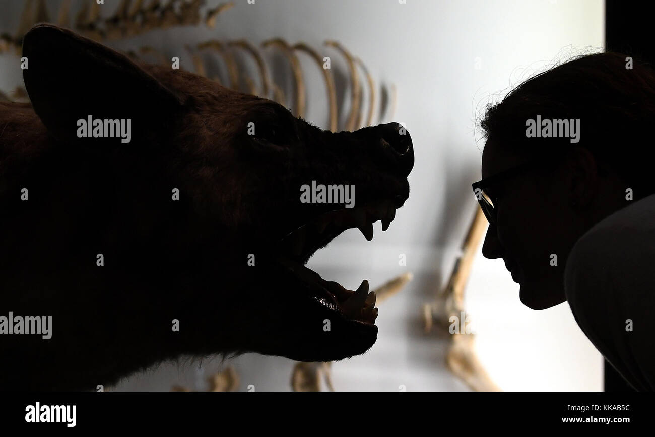 Der Wiederaufbau einer Riesenhyäne, die vor 6-0,5 Millionen Jahren in Afrika, Europa und Asien existierte, bei der Vorschau zur Sonderschau "Klima Kräfte - führende Kraft der Evolution" im Landesmuseum für Vorgeschichte in Halle/Saale, Deutschland, 29. November 2017. Die Ausstellung beginnt am 30. November. Der Schwerpunkt der Show ist es, aufzuzeigen, wie die Veränderung der warmen und kalten Temperaturen in den letzten 2,7 Millionen Jahren zur Entwicklung verschiedener Lebensformen geführt hat. Foto: Hendrik Schmidt/dpa-Zentralbild/dpa Stockfoto