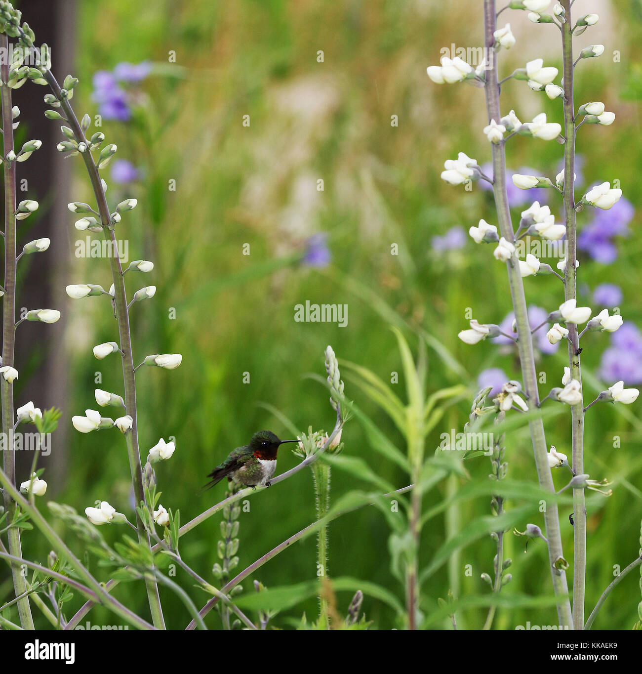 Bagley, Iowa, USA. Juni 2017. Ein Kolibri sitzt zwischen wilden Blumen im  Wyalusing State Park nahe Bagley, Wisconsin 8. August 2017. Der Park  umfasst 2600 Hektar, darunter Flussfeuchtland, Wälder mit hohen Klippen
