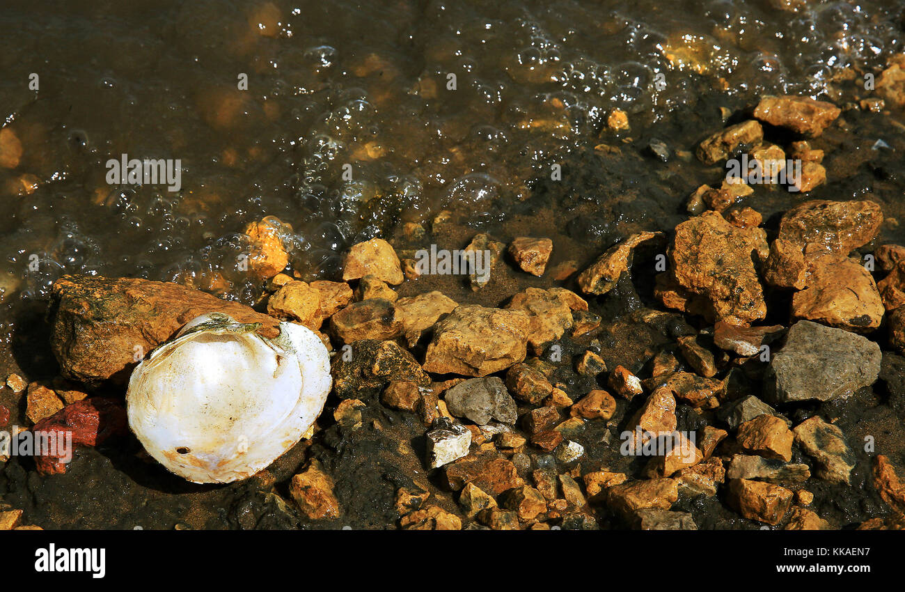 Bellevue, Iowa, USA. Juli 2017. Obwohl die Herstellung von Knöpfen aus Muschelschalen, die aus dem Mississippi River geerntet wurden, Anfang des 20. Jahrhunderts endete, ist ihre Verwendung für die japanische Zuchtperlenindustrie immer noch kritisch. Tausende Tonnen Muschelschalen werden jährlich aus dem Mississippi nach Japan verschifft. Die dichte, feste Qualität der Muschelschale, die zu winzigen Pellets verarbeitet und in eine Auster eingesetzt wird, sorgt für die nötige Reizwirkung, um eine kultivierte Perle zu produzieren. Quelle: Kevin E. Schmidt/Quad-City Times/ZUMA Wire/Alamy Live News Stockfoto