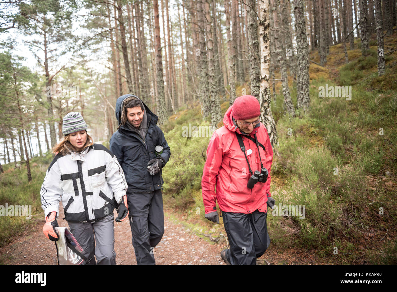 Wandern im rothiemurchus Wald am Loch ein eilein, Aviemore, Cairngorms National Park, Schottland, Großbritannien, Europa Stockfoto