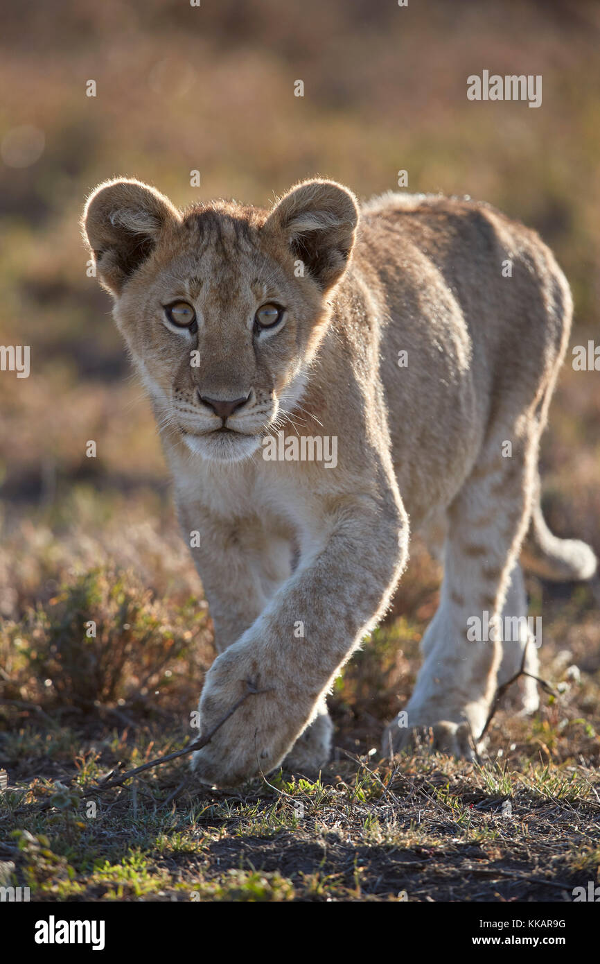 Löwe (Panthera leo) Cub, Ngorongoro Conservation Area, Tansania, Ostafrika, Südafrika Stockfoto