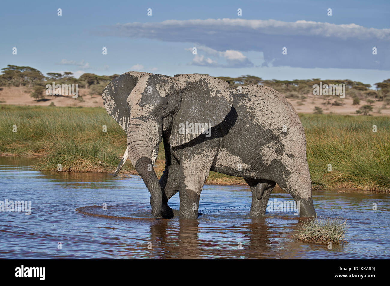 Afrikanischer Elefant (loxodonta Africana), männlich, Ngorongoro Conservation Area, Tansania, Ostafrika, Südafrika Stockfoto