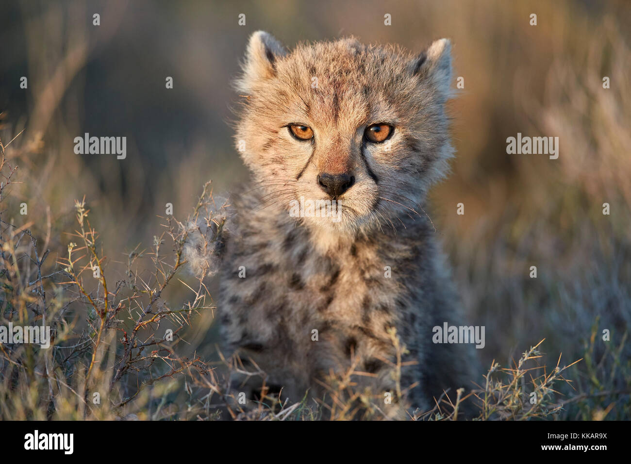 Gepard (Acinonyx jubatus) Cub, Ngorongoro Conservation Area, Tansania, Ostafrika, Südafrika Stockfoto