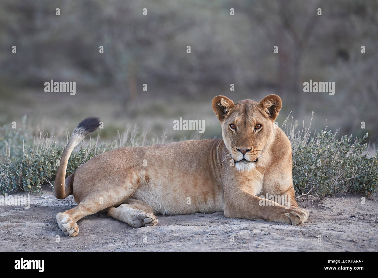 Löwin (Löwe (Panthera leo), Ngorongoro Conservation Area, Tansania, Ostafrika, Südafrika Stockfoto