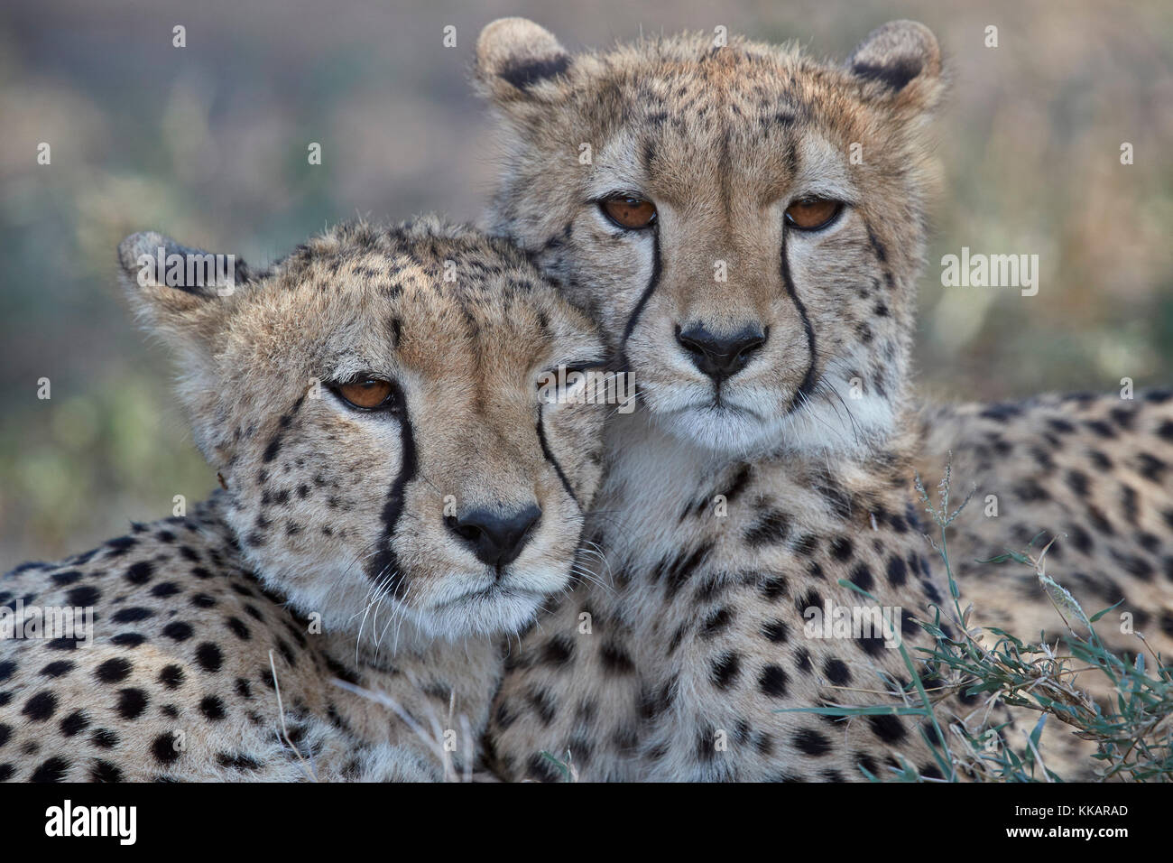 Zwei Geparden (Acinonyx jubatus), Ngorongoro Conservation Area, Tansania, Ostafrika, Südafrika Stockfoto