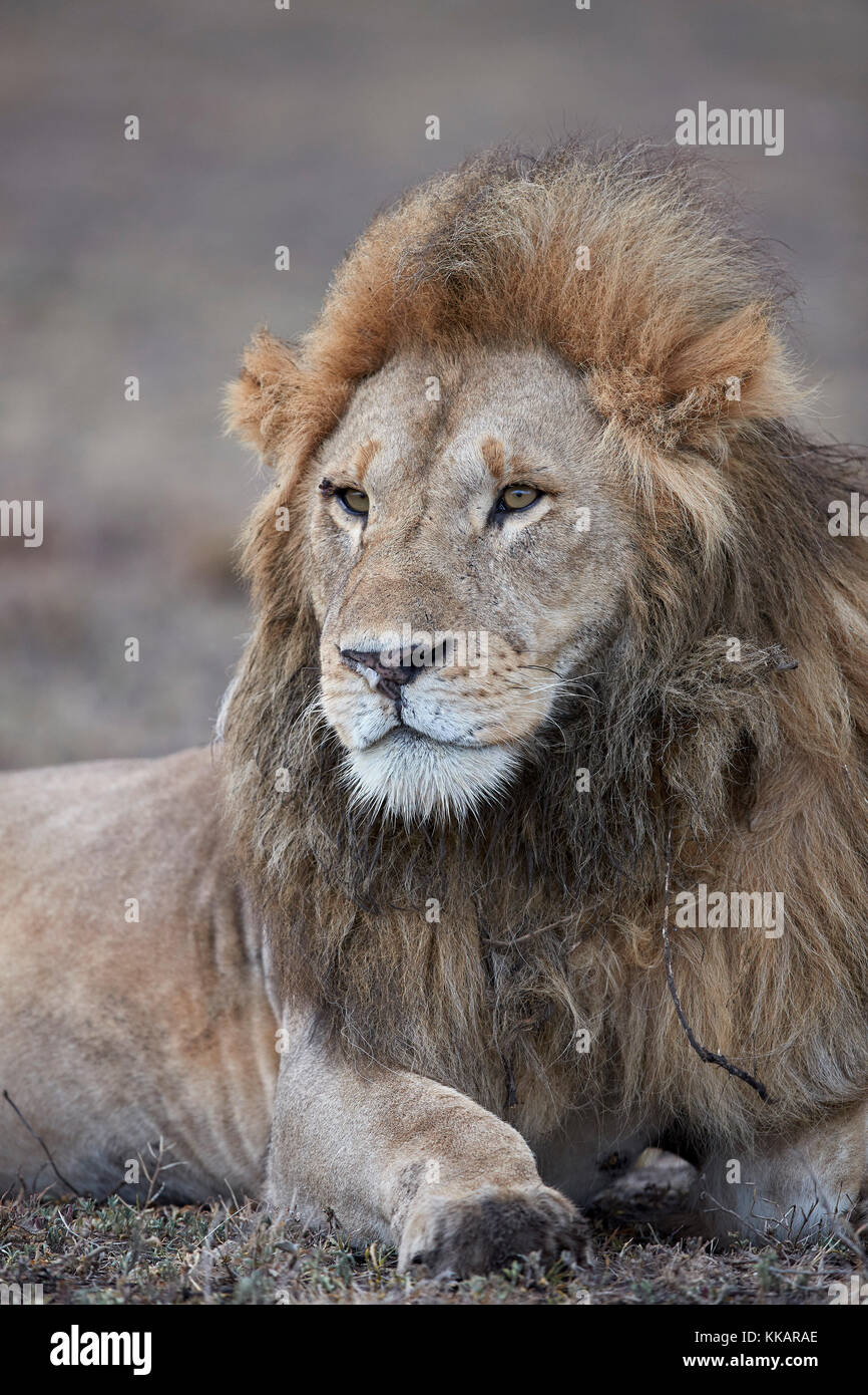 Löwe (Panthera leo), Ngorongoro Conservation Area, Tansania, Ostafrika, Südafrika Stockfoto