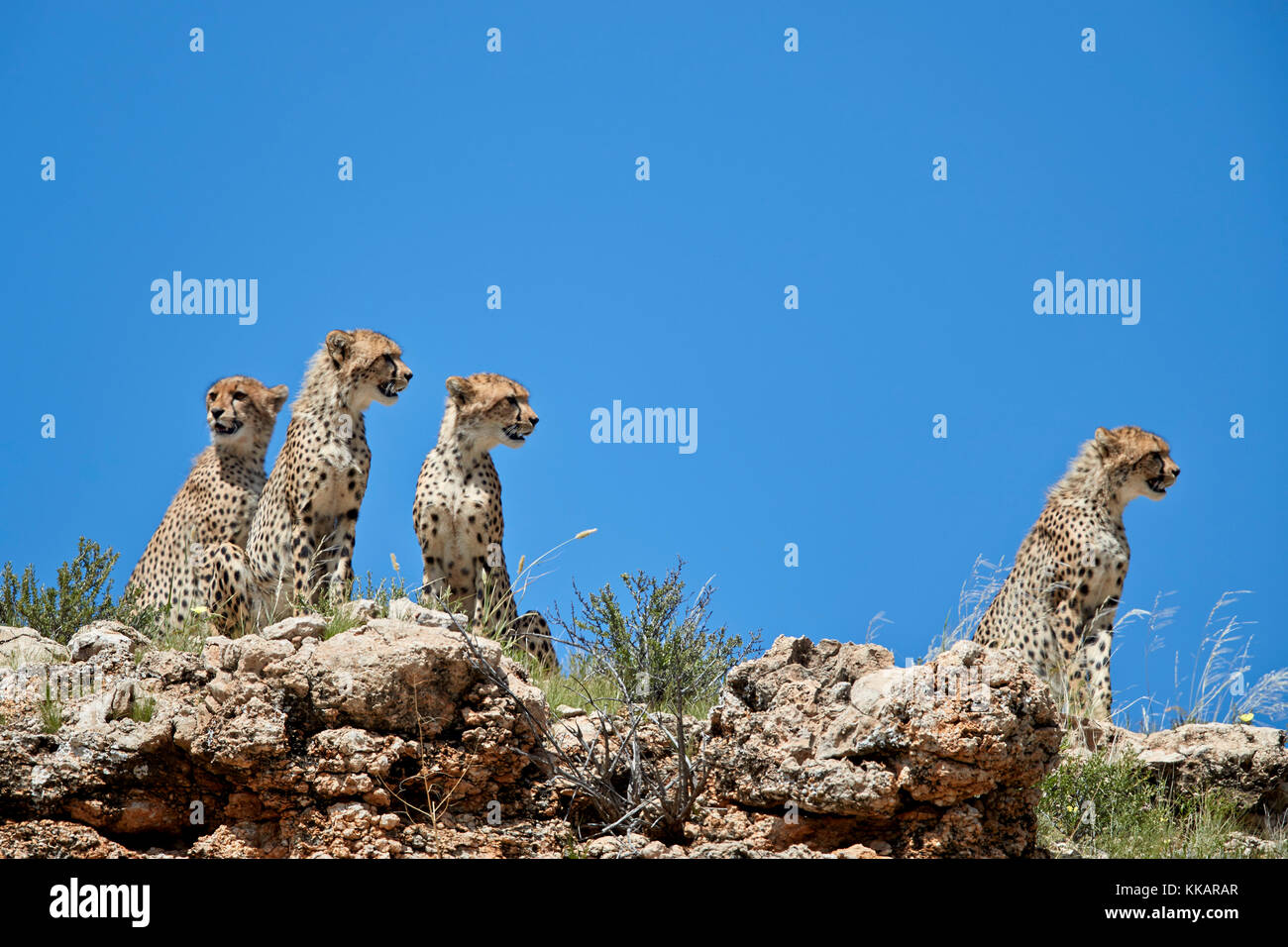 Vier Geparden (Acinonyx jubatus), Kgalagadi Transfrontier Park, Südafrika, Afrika Stockfoto