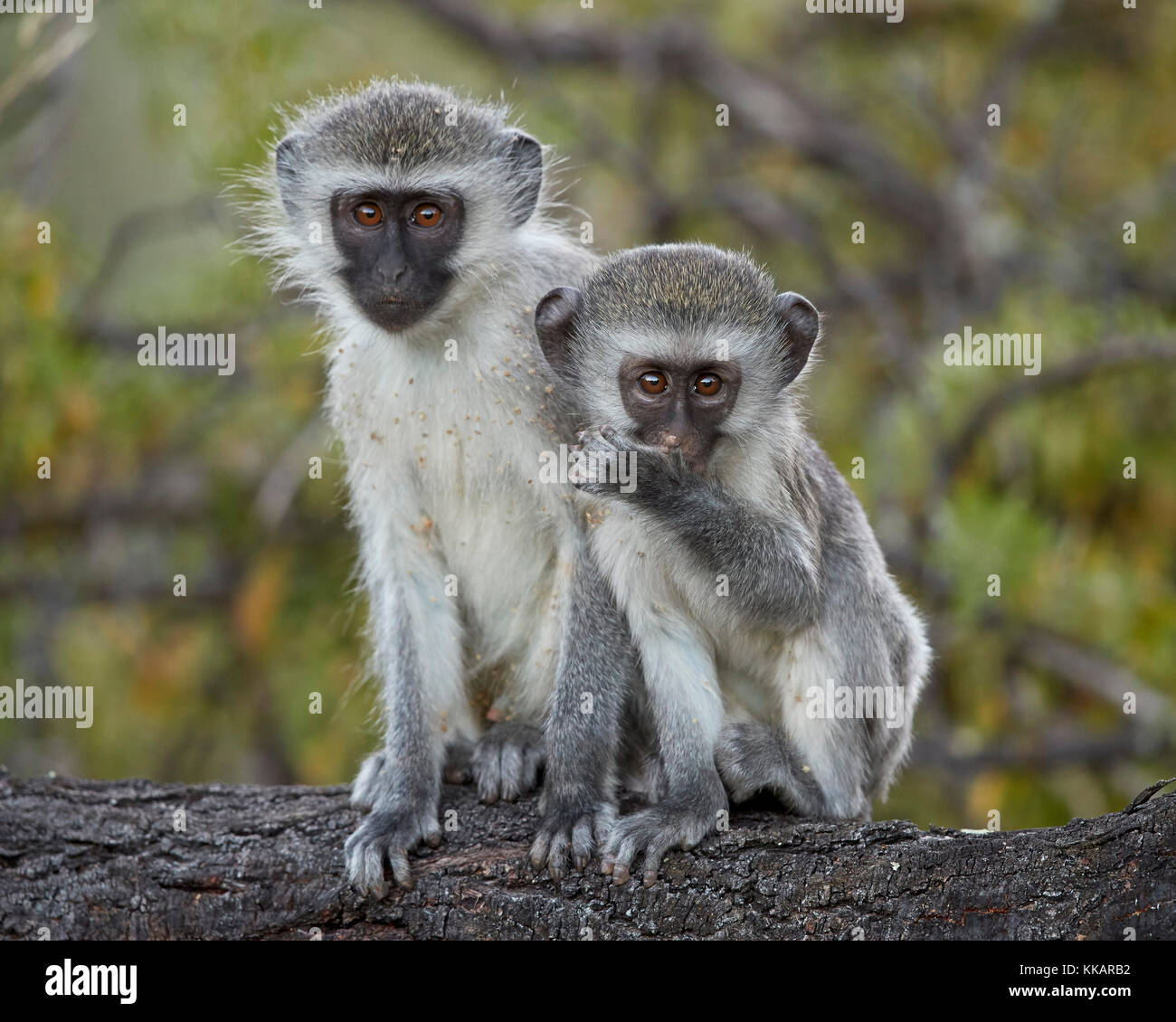 Zwei junge Vervet Monkey (Chlorocebus aethiops), Mountain Zebra National Park, Südafrika, Afrika Stockfoto