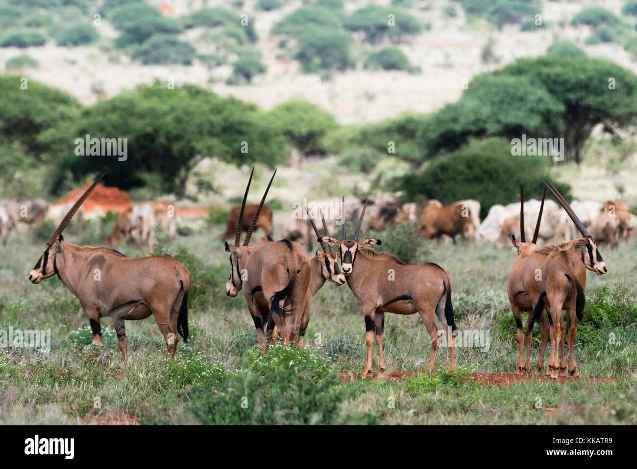 Ostafrikanische Oryx (Oryx beisa) vorbei an einem Rinderbestand illegal Beweidung im Tsavo West Nationalpark, Kenia, Ostafrika, Südafrika Stockfoto