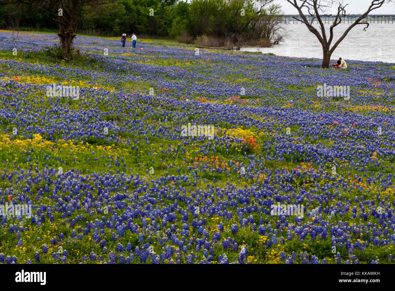 Castilleja, chrysopsis Pilosa, Ennis, heterotheca Pilosa, See Bardwell, Lupinus texensis, Wiese, Natur, Texas, USA, Bluebonnets, indische Pa Stockfoto