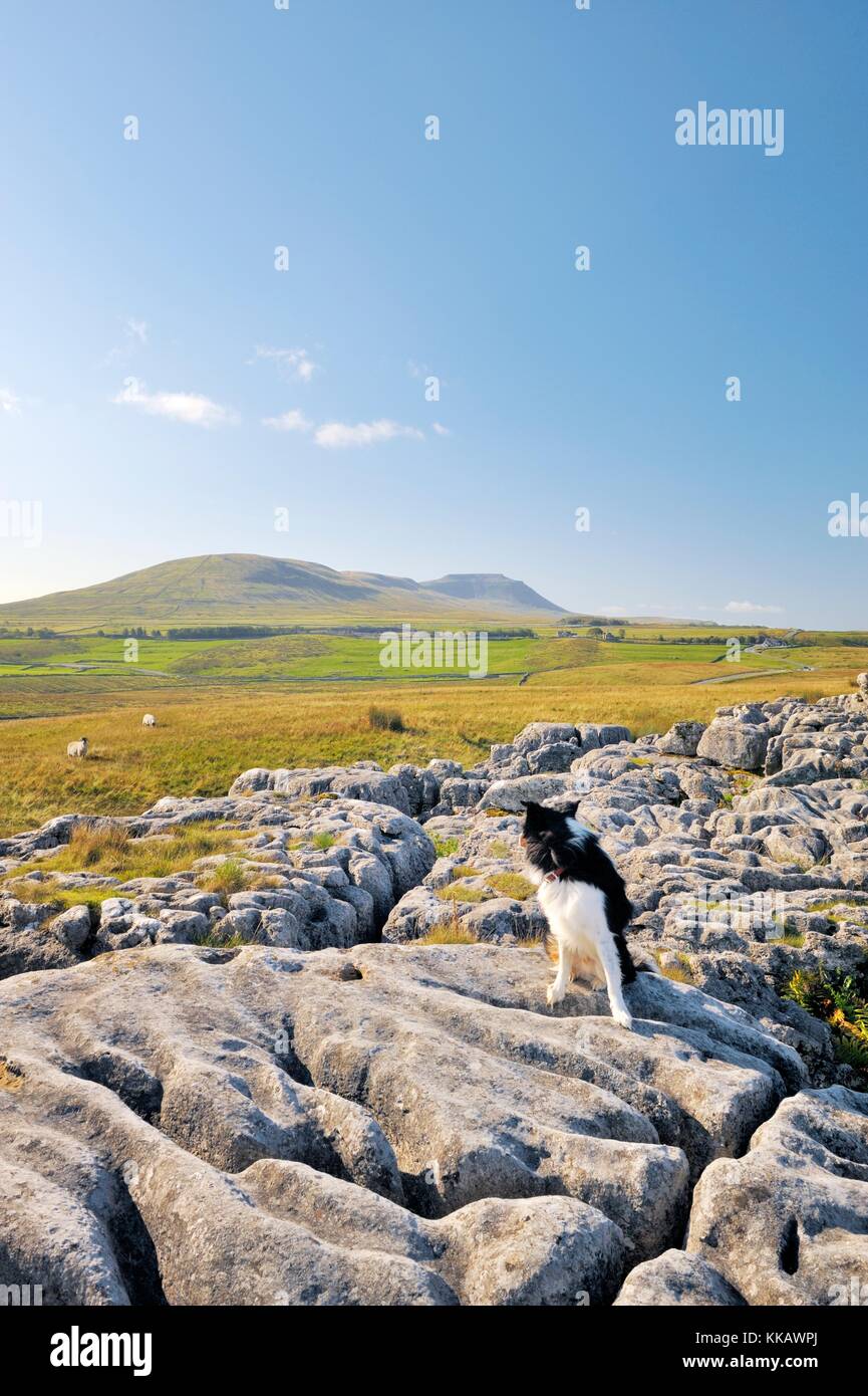 Yorkshire Dales National Park, England. Border Collie mit Blick auf Schafe in der Kalksteinlandschaft bei Ribblehead unterhalb von Ingleborough Stockfoto