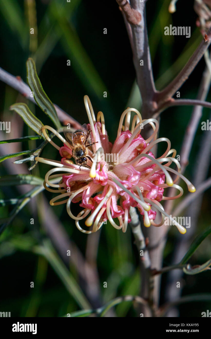 Grevillea neblig rot Fotos und Bildmaterial in hoher Auflösung Alamy