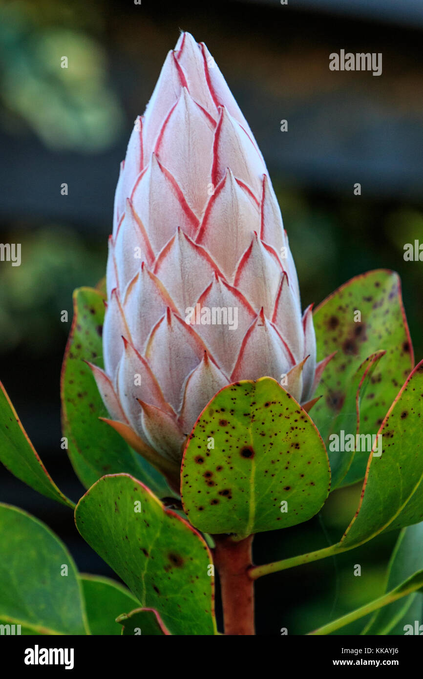 Australien, Königsprotea, Lakes Entrance, Protea Protea cynaroides, südafrikanischen, sugarbushes, Victoria, immergrüne Strauch, blühende Pflanze, Rosa Stockfoto