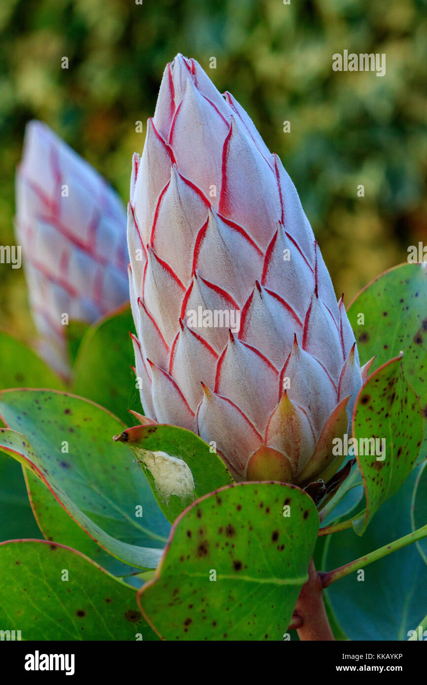 Australien, Königsprotea, Lakes Entrance, Protea Protea cynaroides, südafrikanischen, sugarbushes, Victoria, immergrüne Strauch, blühende Pflanze, Rosa Stockfoto