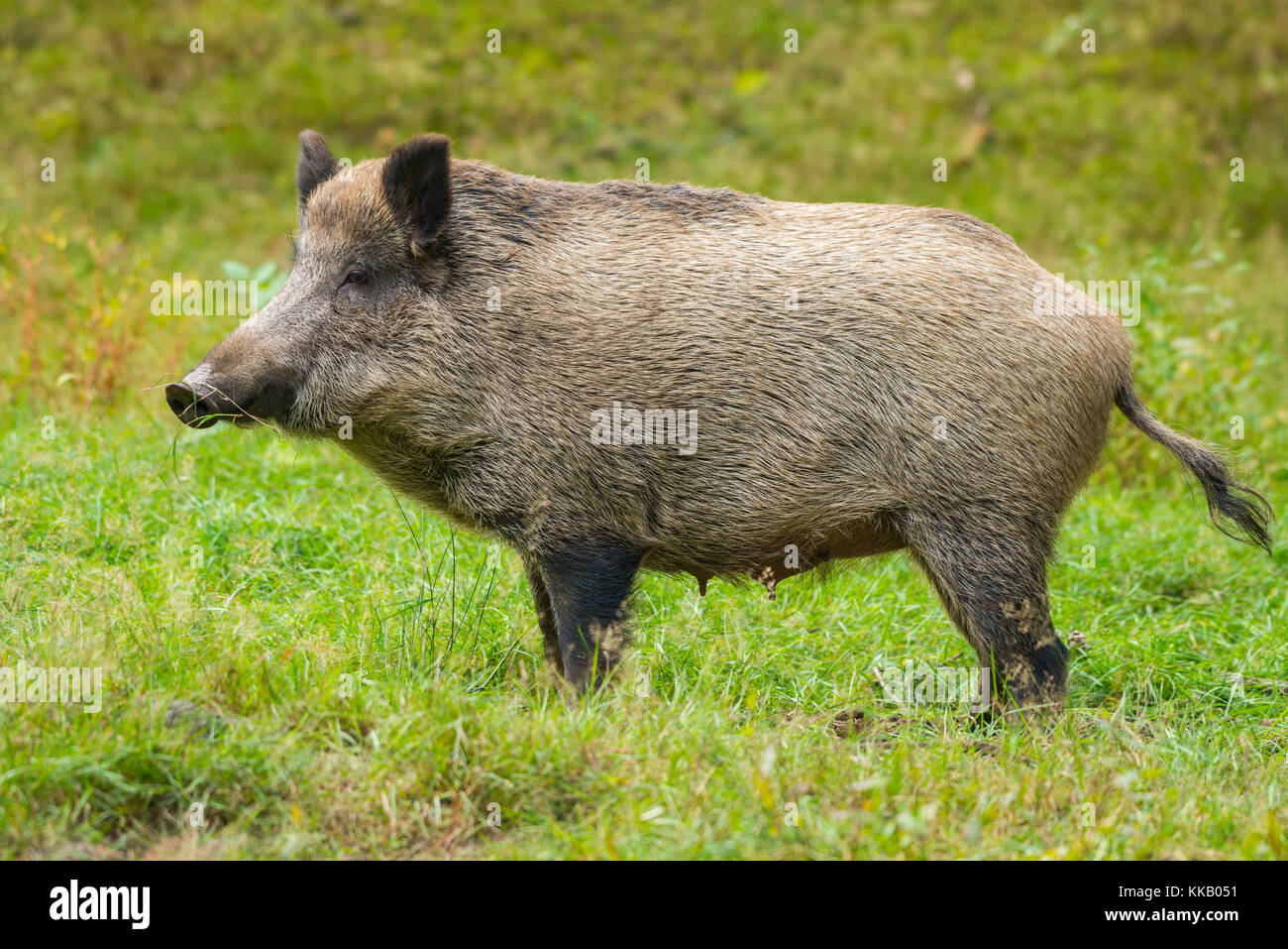 Wildschwein (Sus scrofa), Bache, Captive, Deutschland Stockfoto