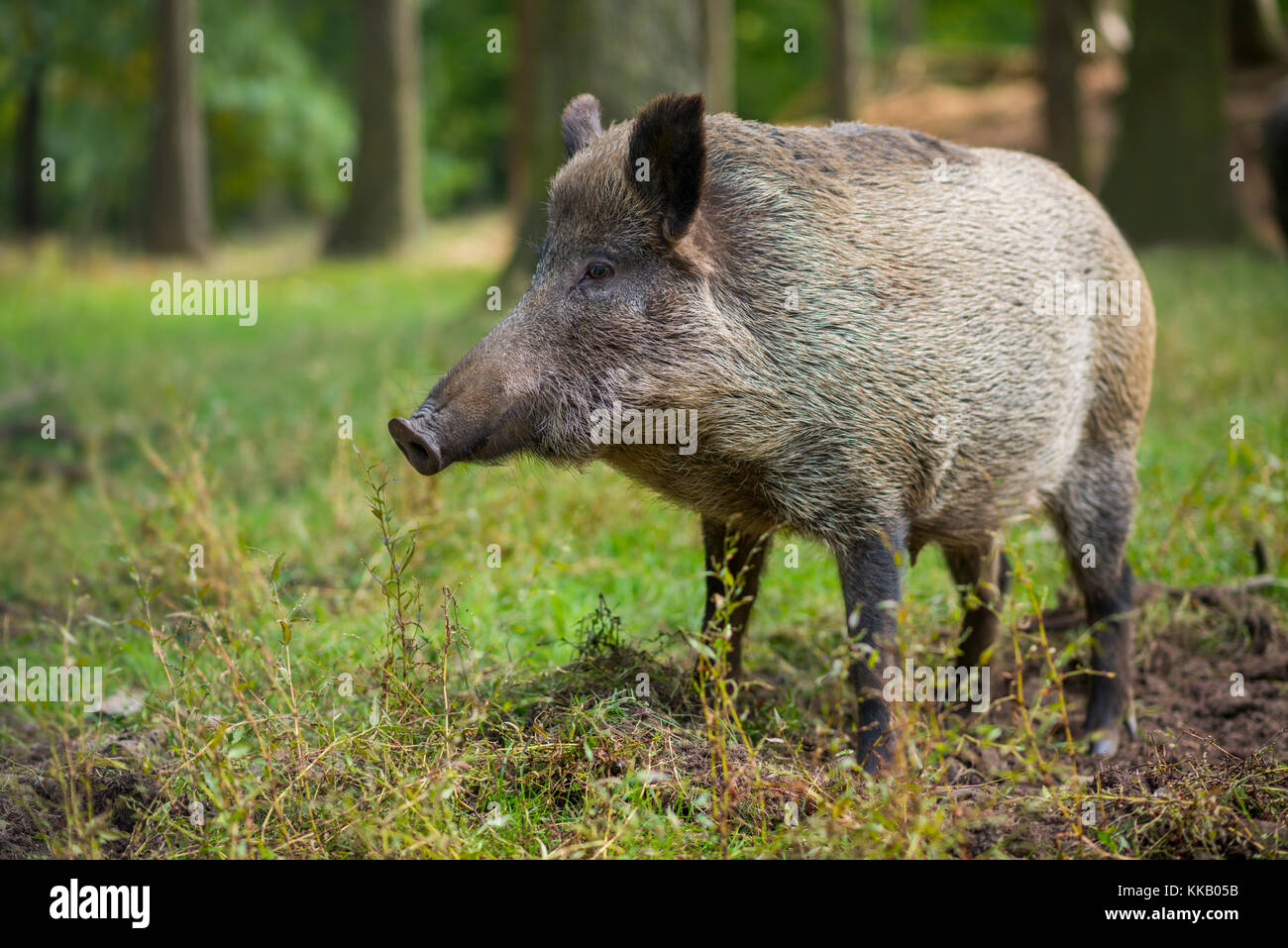 Wildschwein (Sus scrofa), Bache im Wald, Captive, Deutschland Stockfoto
