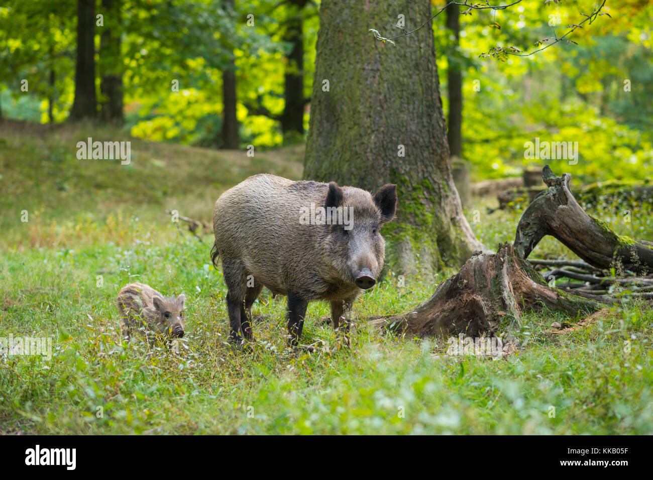 Wildschwein (Sus scrofa), Bache und Eber Ferkel im Wald, Captive, Deutschland Stockfoto