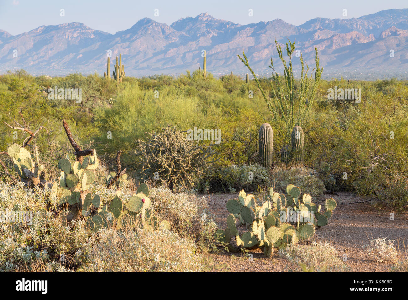 Landschaft mit verschiedenen Kakteen (Kaktus), hinter der Bergkette, Saguaro National Park, Tucson, Arizona, USA Stockfoto