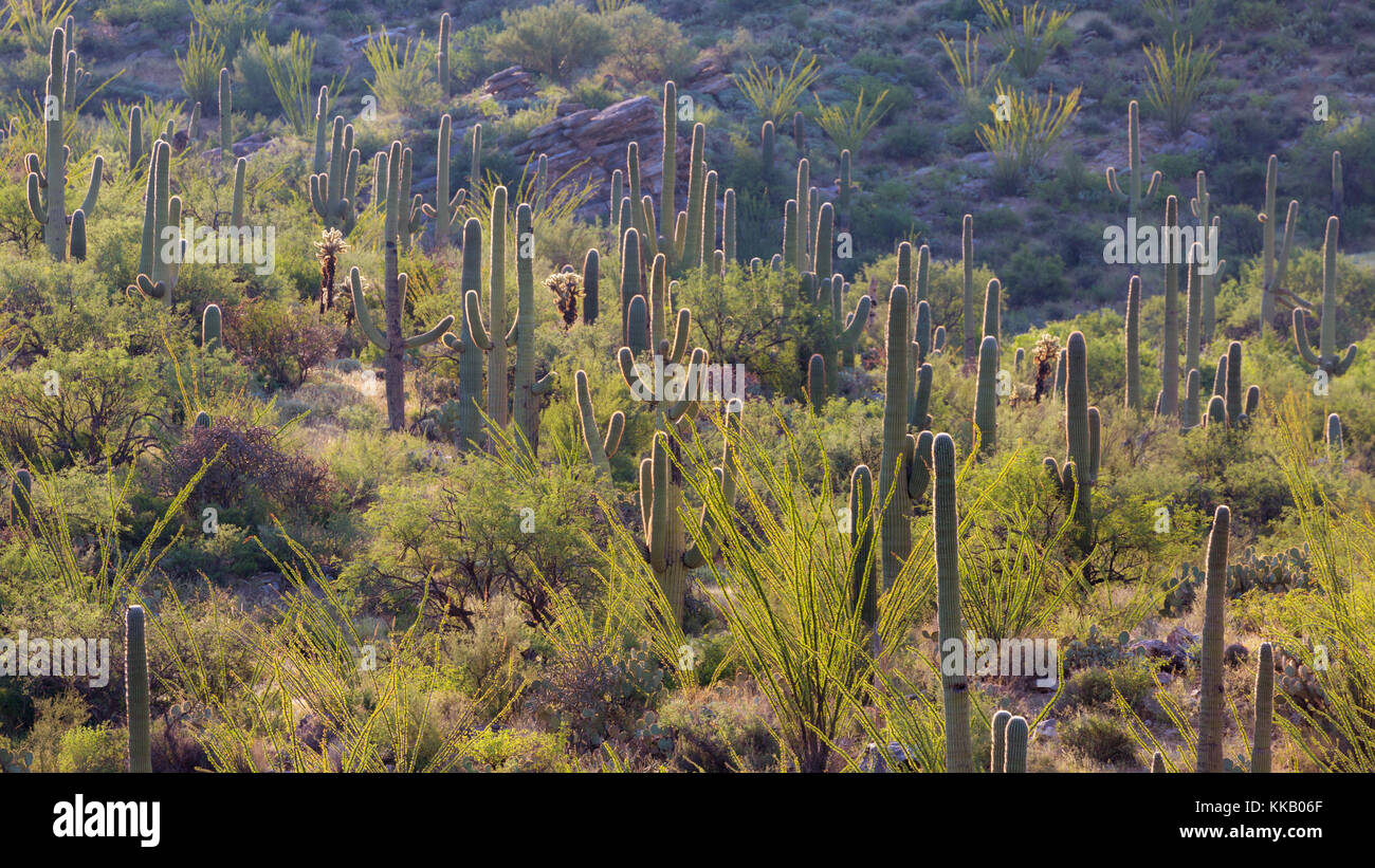 Kaktus Landschaft mit Saguaro (carnegiea gigantea), Nationalpark, Tucson, Arizona, USA Stockfoto