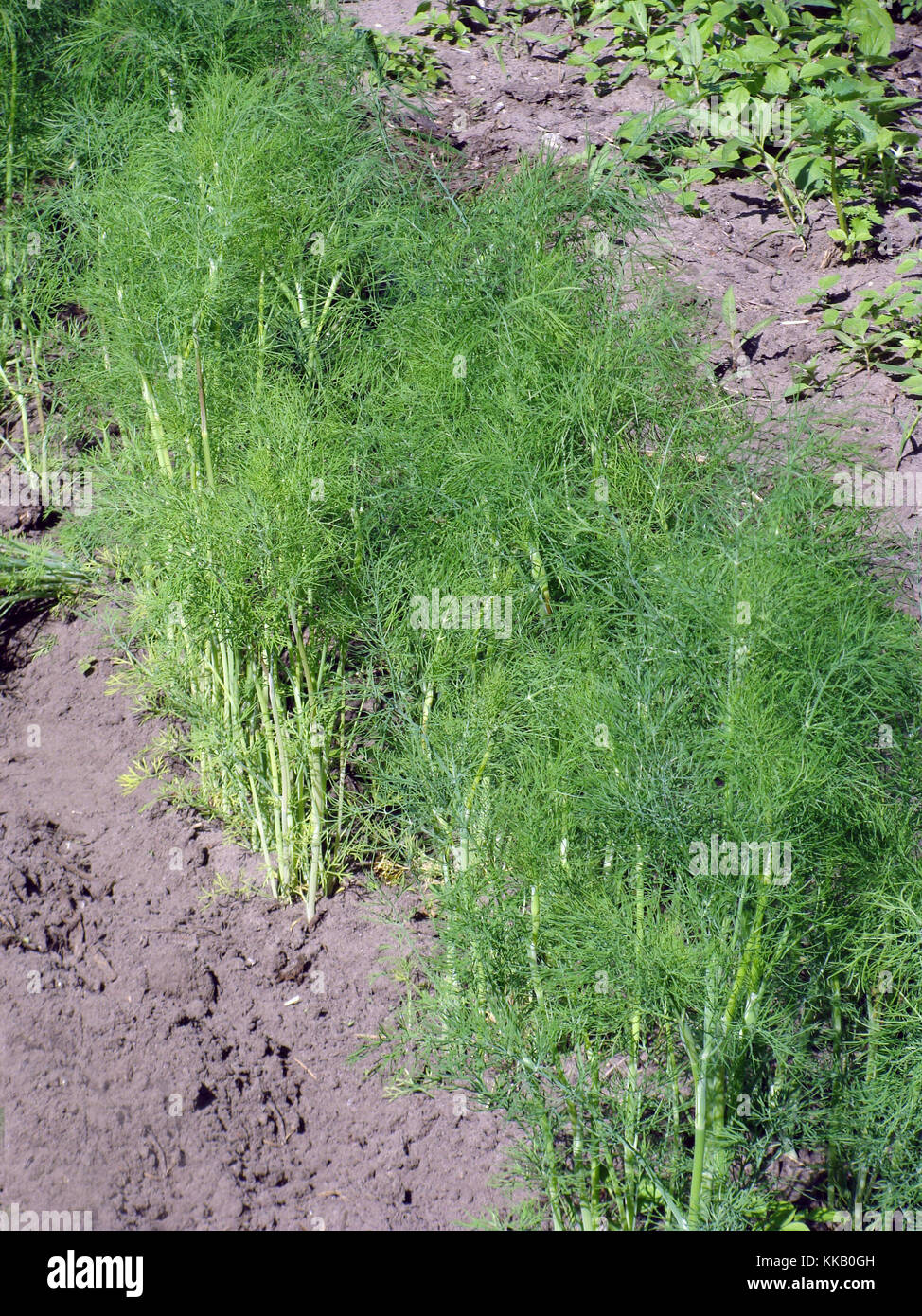 Kräuter dill Wachsen in der Furche auf Garten Nahaufnahme Stockfoto