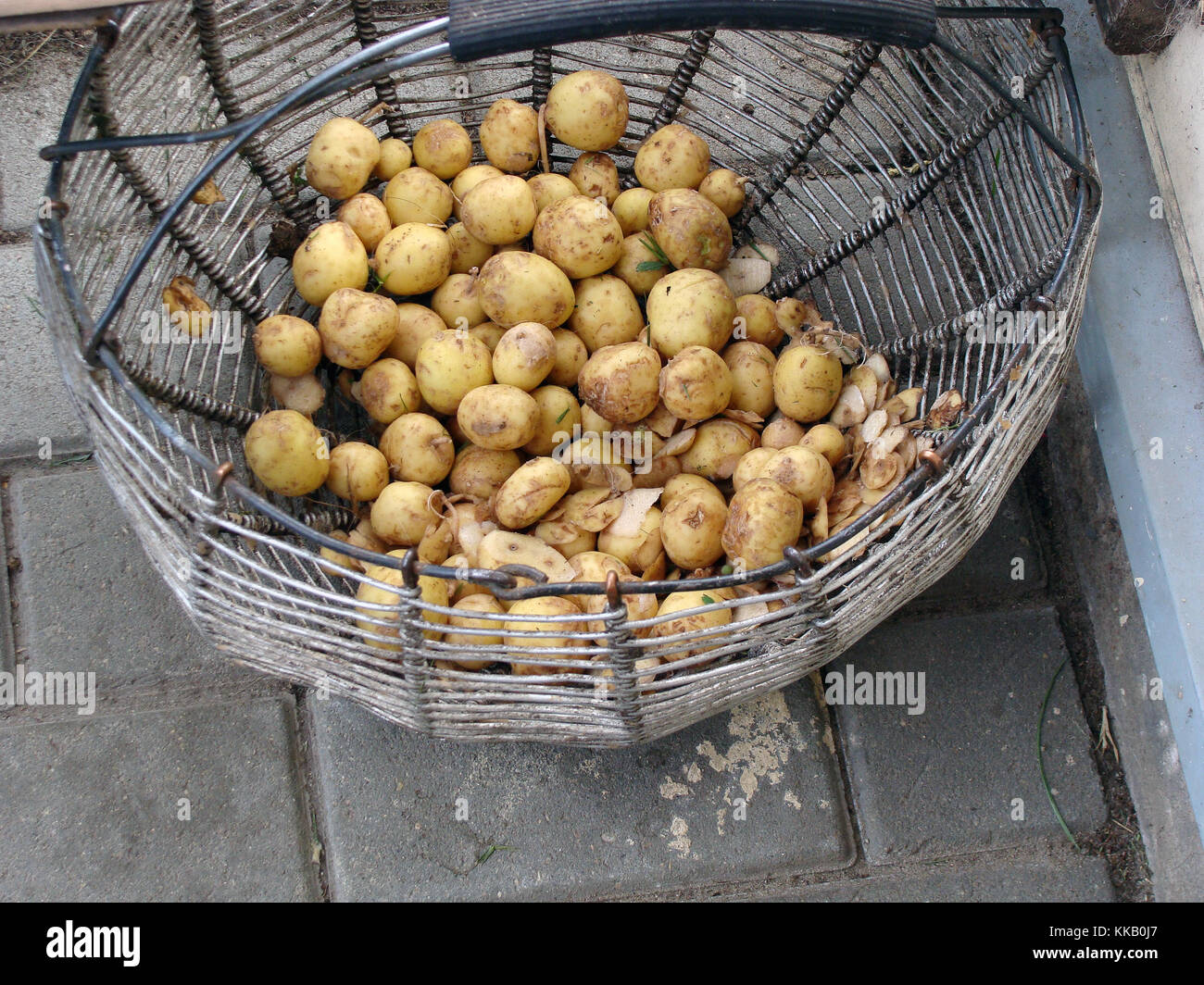 Junge geernteten Kartoffeln im Korb mit beschädigten Haut und Peelings. Stockfoto