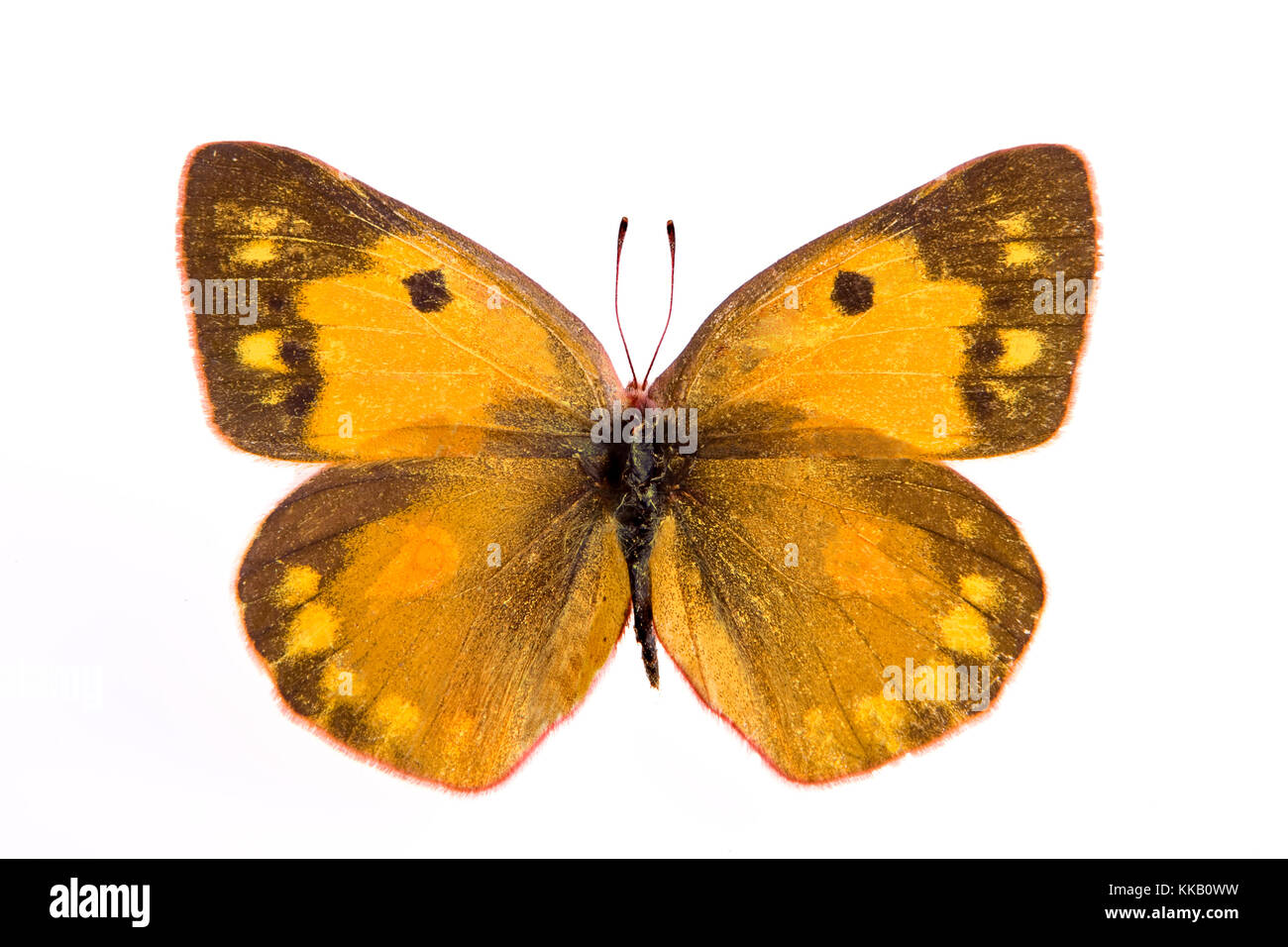 Colias eurytheme oder die orange Schwefel Schmetterling Stockfoto