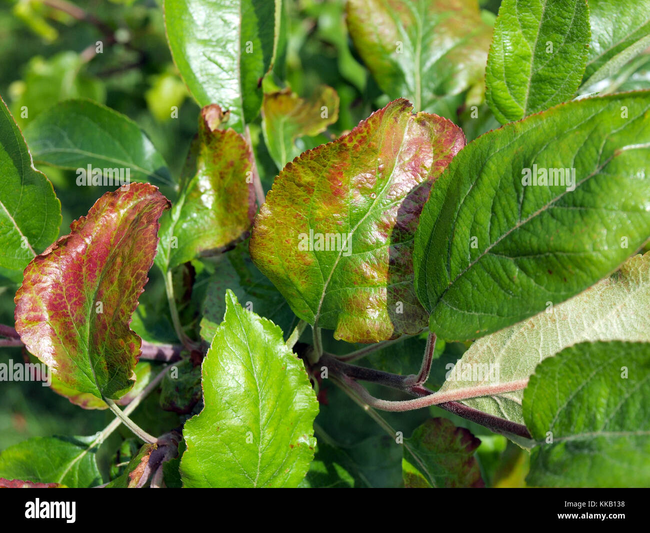 Apple Tree Blätter von Fire blast oder andere Infektion oder Krankheit beschädigt Stockfoto