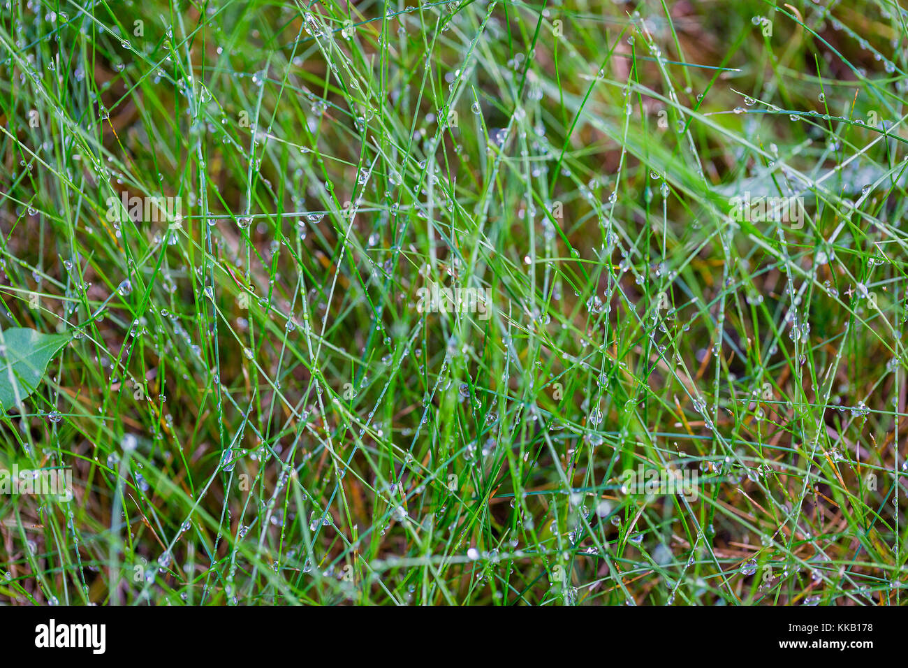 Hintergrund Tau Tropfen auf helle grüne Gras. nasses Gras nach regen Stockfoto