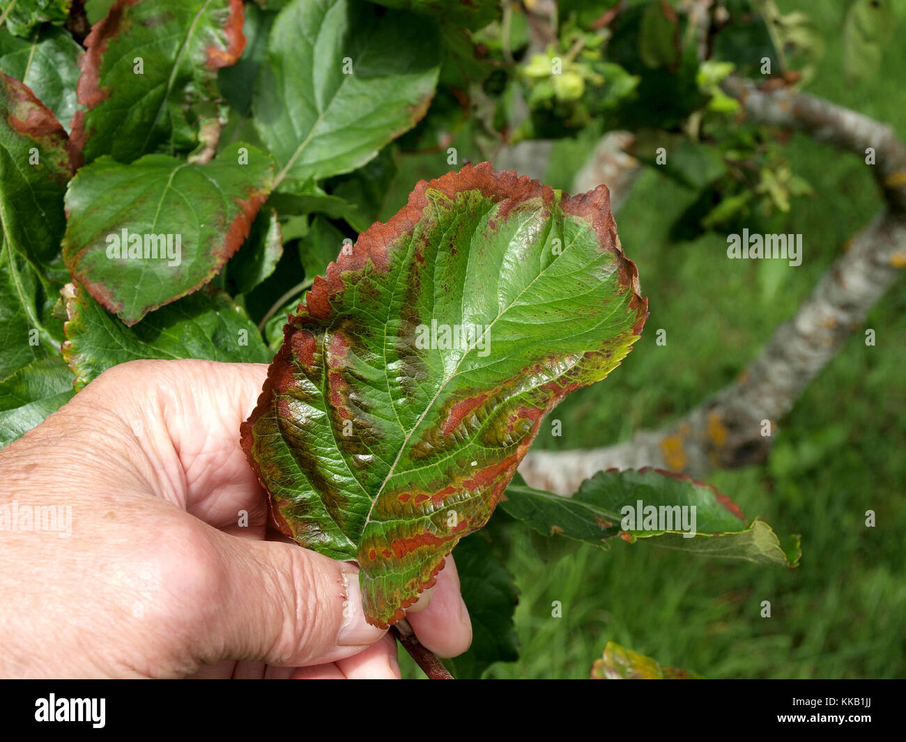 Apfelbaumbla ten Fotos und Bildmaterial in hoher Auflösung Alamy