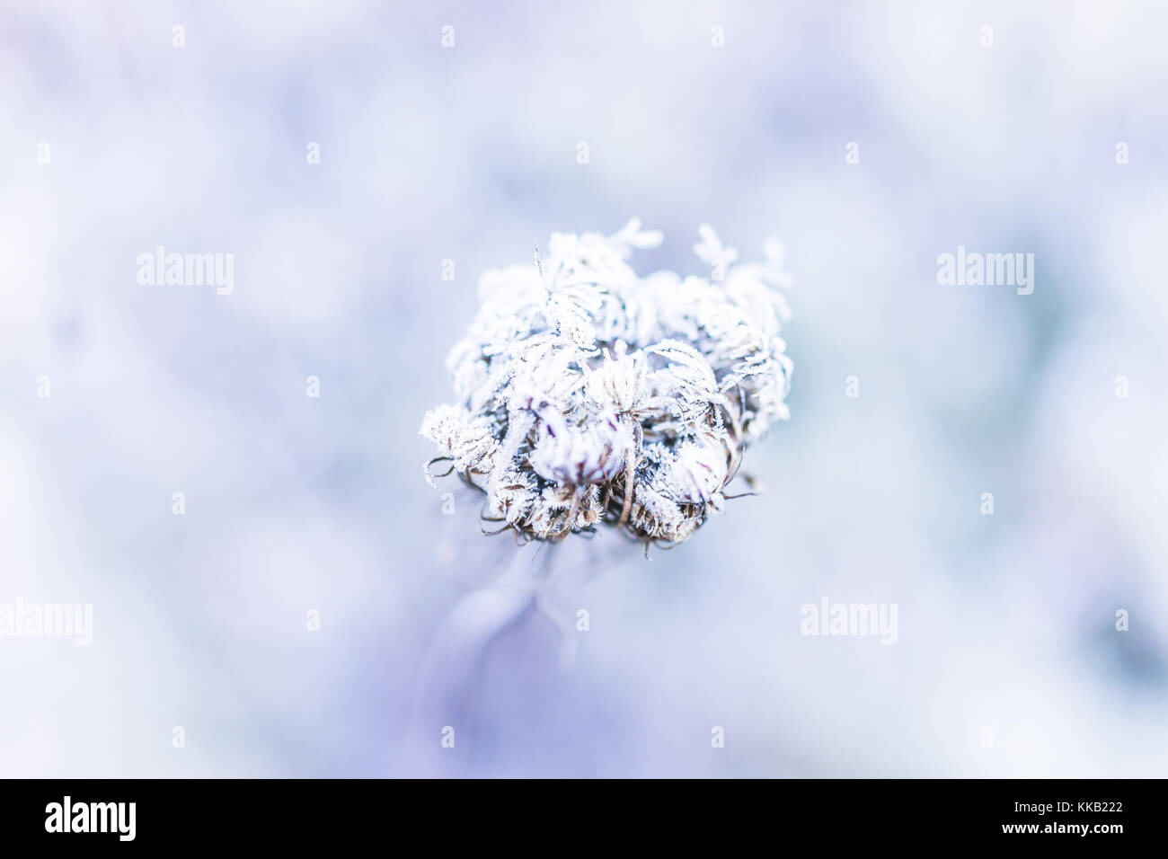 Makro Nahaufnahme von frost Eiskristalle auf kleinen Pflanzen Distel in Morgen Stockfoto