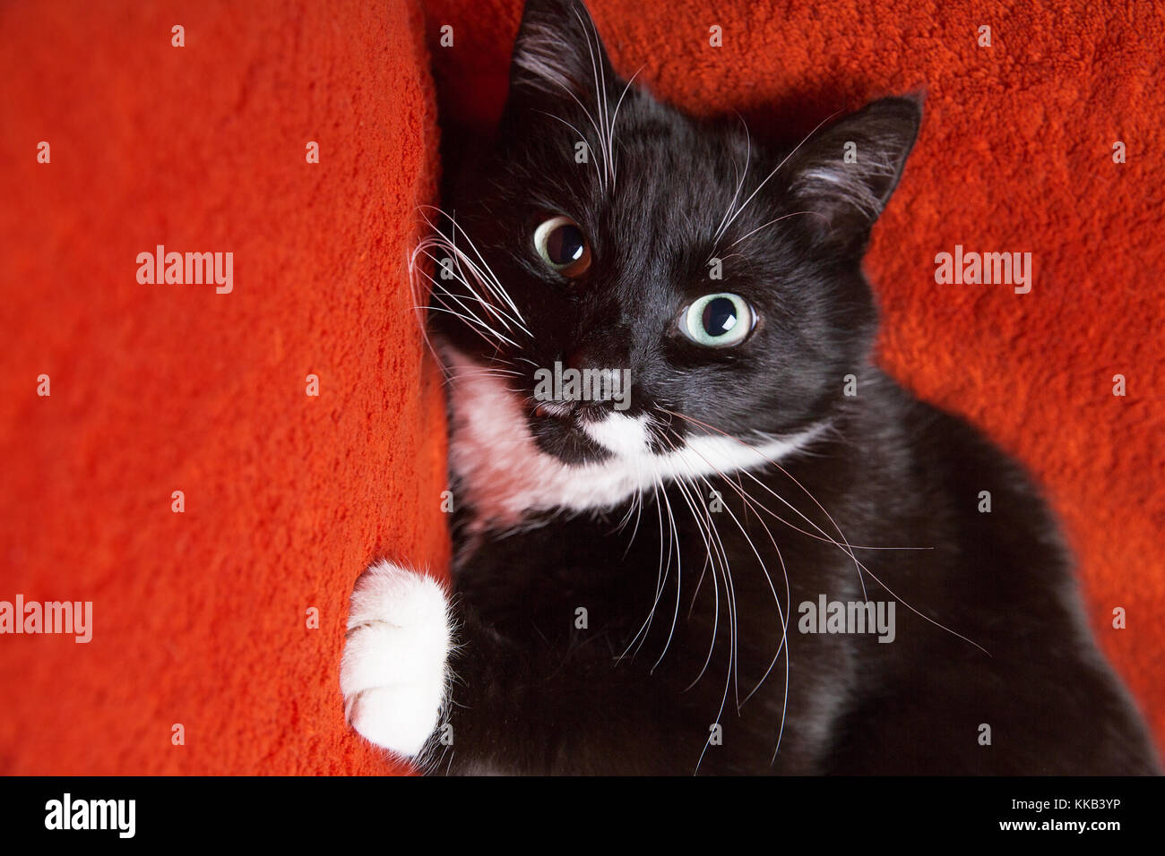 Schwere schwarze Katze mit einem großen Schnurrbart auf einem Hintergrund aus rotem Tuch. Stockfoto