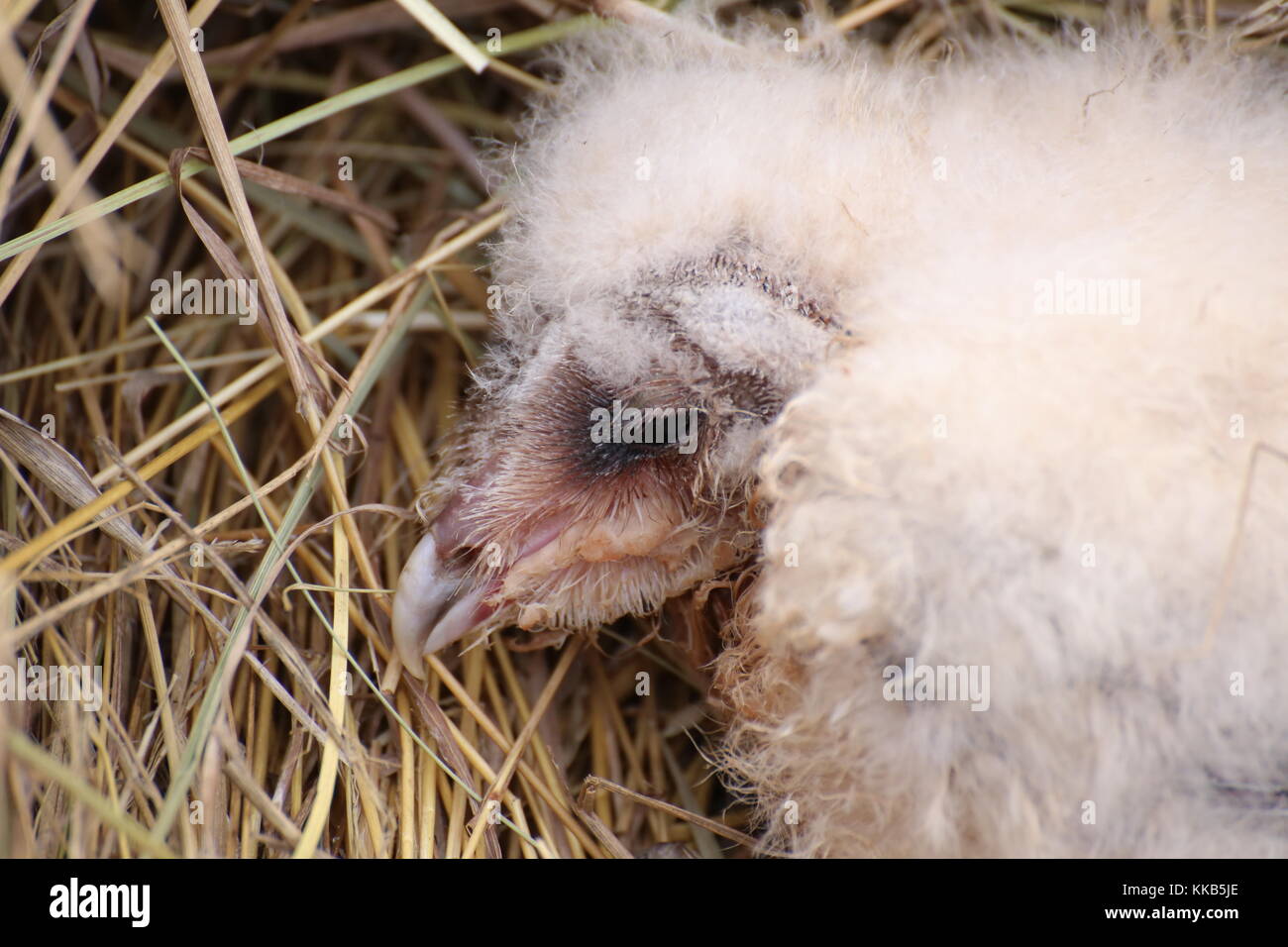 Porträt eines westlichen junge schleiereule (Tyto alba). Stockfoto