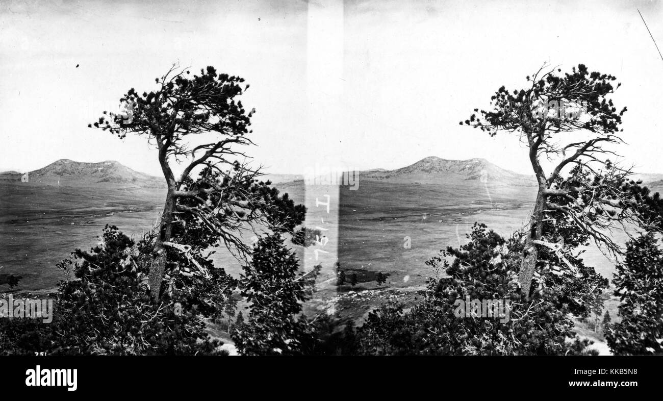 Stereograph eines Baumes Studie auf der Hochebene in der Nähe von Palmer See, El Paso County, Colorado, 1874. Bild mit freundlicher Genehmigung durch USGS. Stockfoto