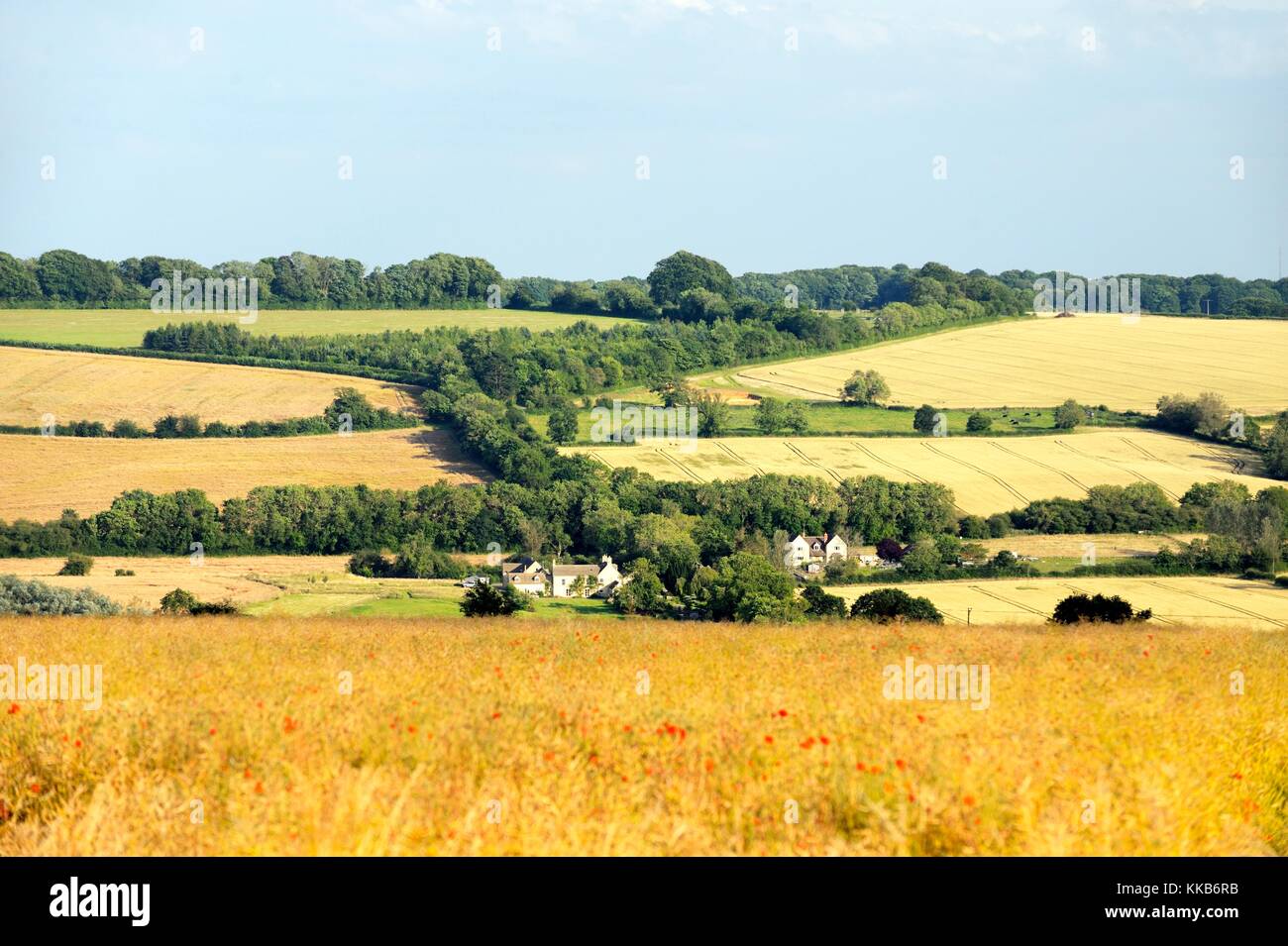 Englische Sommerwiese Heufeld. Südlich über Farmland in Richtung Chipping Norton bei Diddly Squat Jeremy Clarksons Farm, Oxfordshire, England Stockfoto