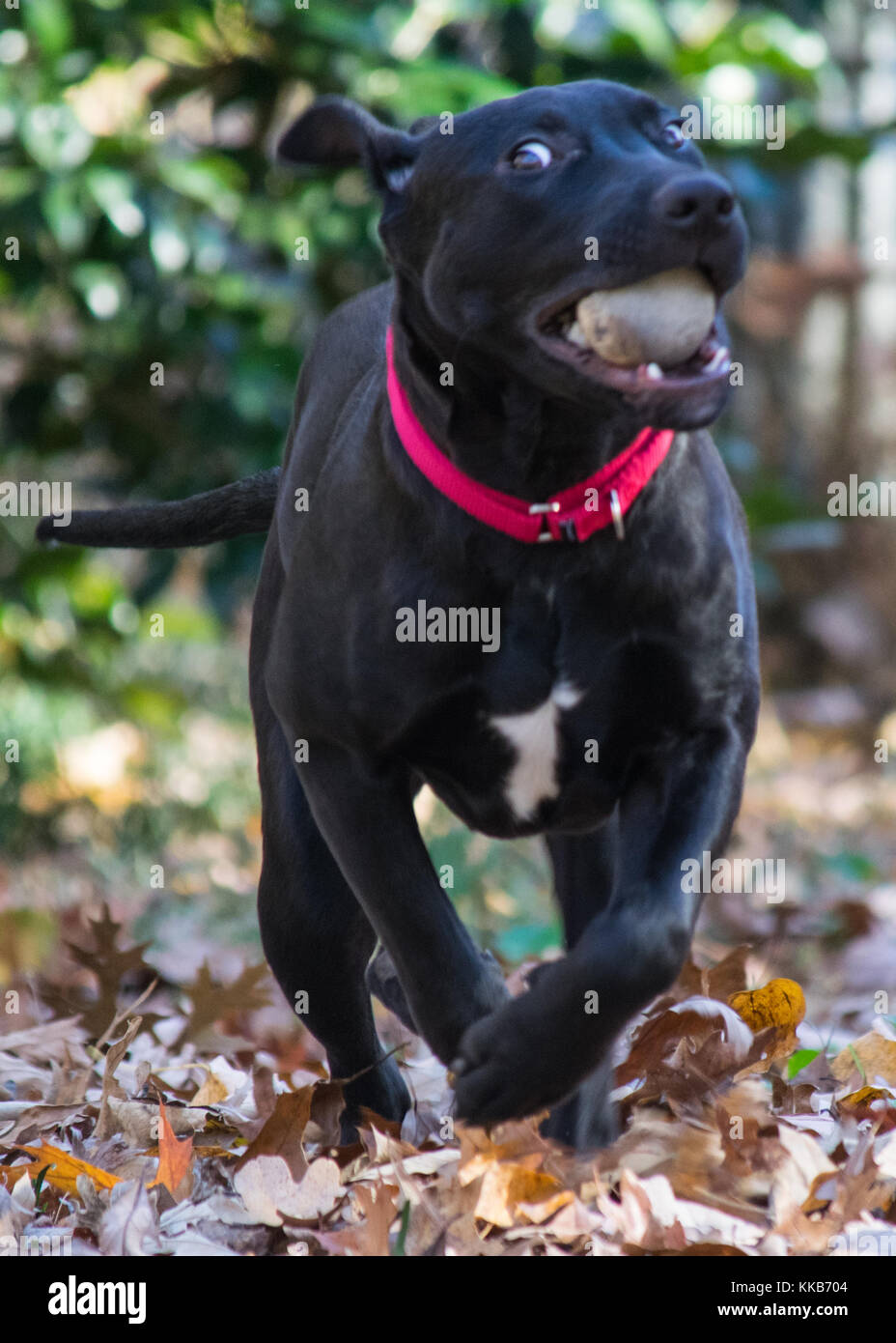 6 Monate alt Mischling Schwarz Welpen, Hund und American Pit Bull mix Stockfoto