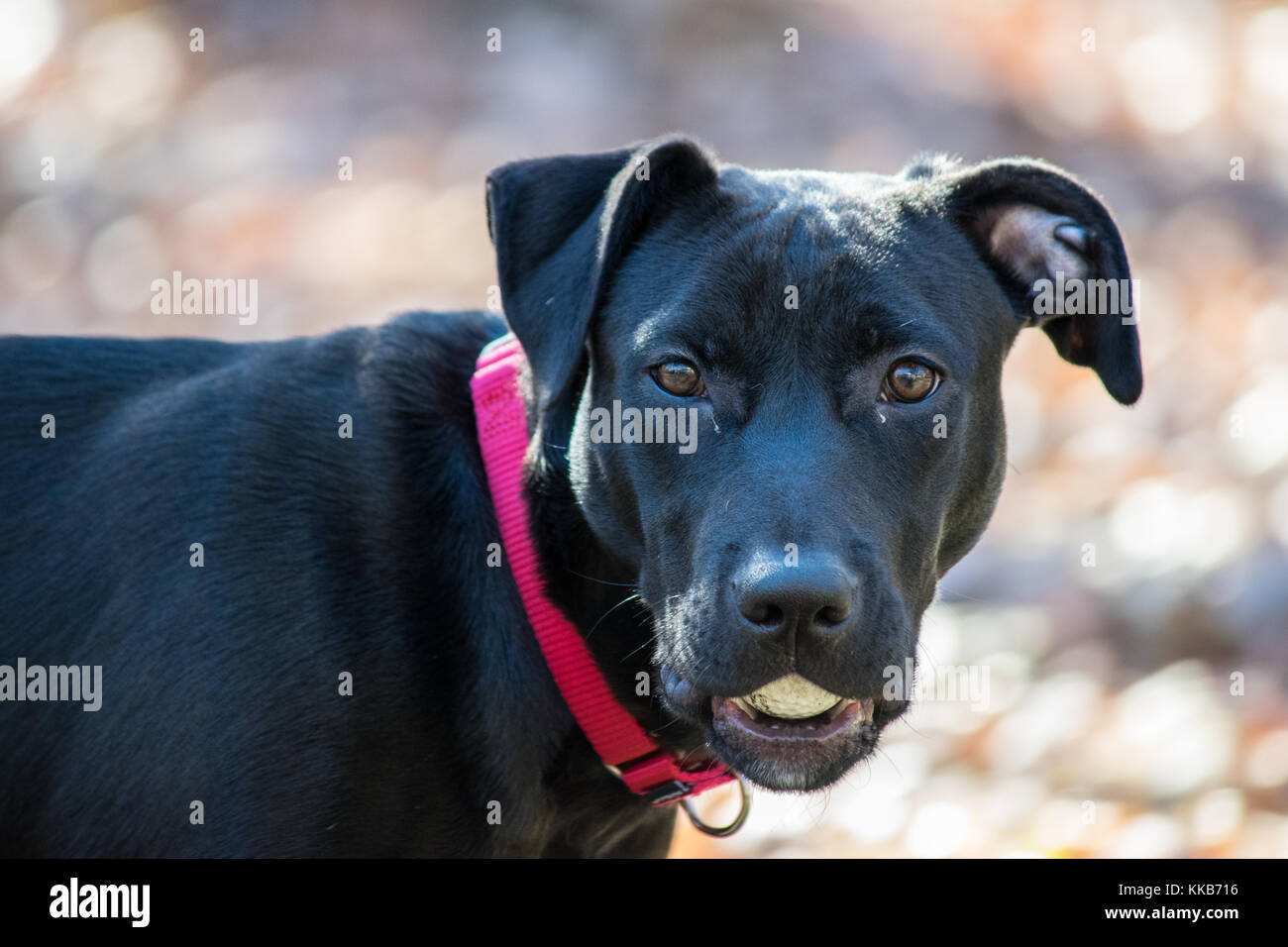 6 Monate alt Mischling Schwarz Welpen, Hund und American Pit Bull mix Stockfoto