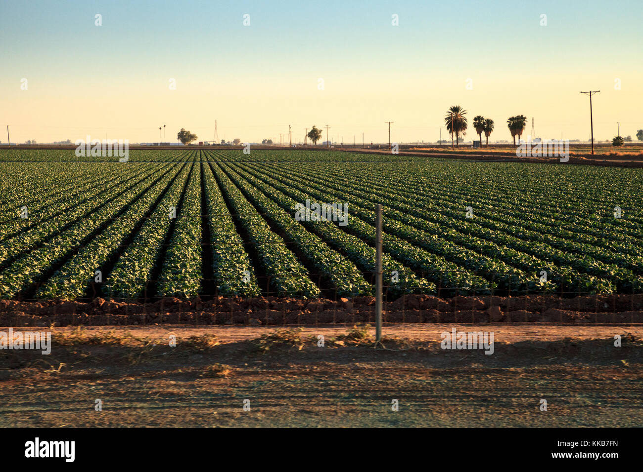 Grüne Zeilen der Landwirtschaft Felder in Calexico entlang der Autobahn 8 Richtung Osten auf der Grenze von Kalifornien und Mexiko. Stockfoto