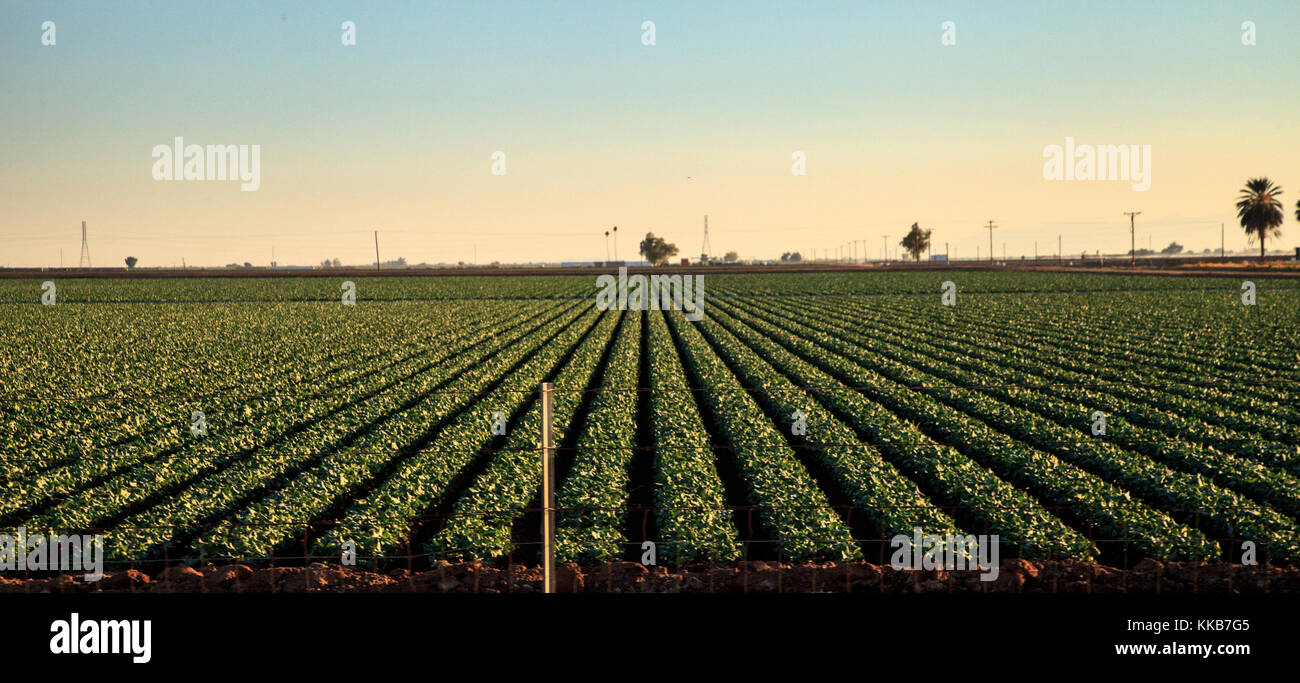 Grüne Zeilen der Landwirtschaft Felder in Calexico entlang der Autobahn 8 Richtung Osten auf der Grenze von Kalifornien und Mexiko. Stockfoto