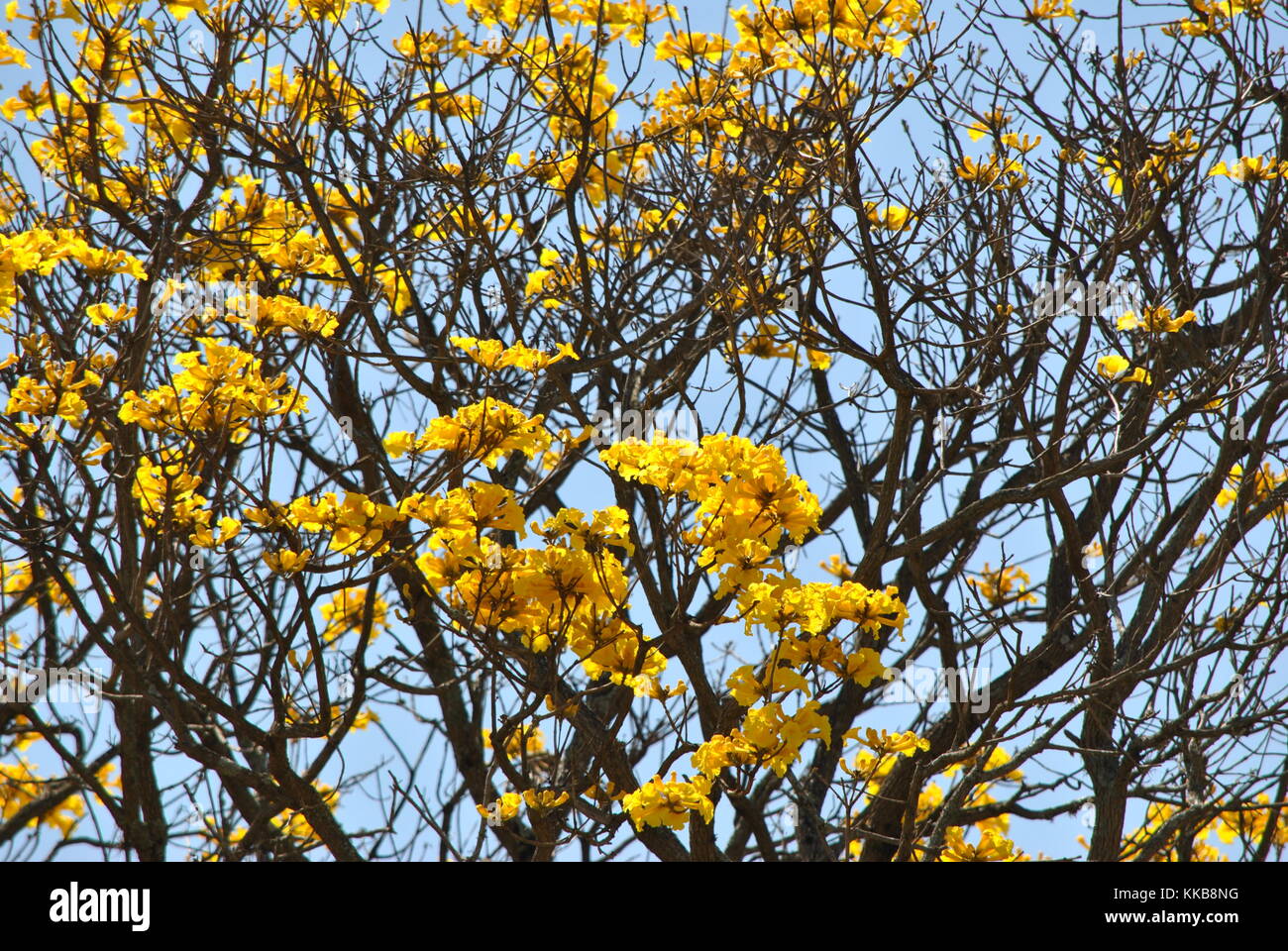 Tabebuia Aurea Stockfotografie Alamy